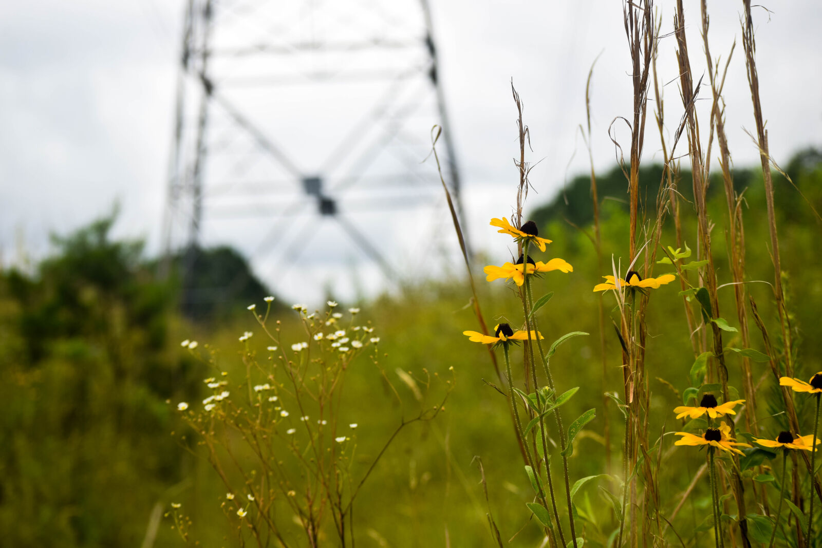 Nikon D3300 sample photo. Daisies, flowers, grass, power photography
