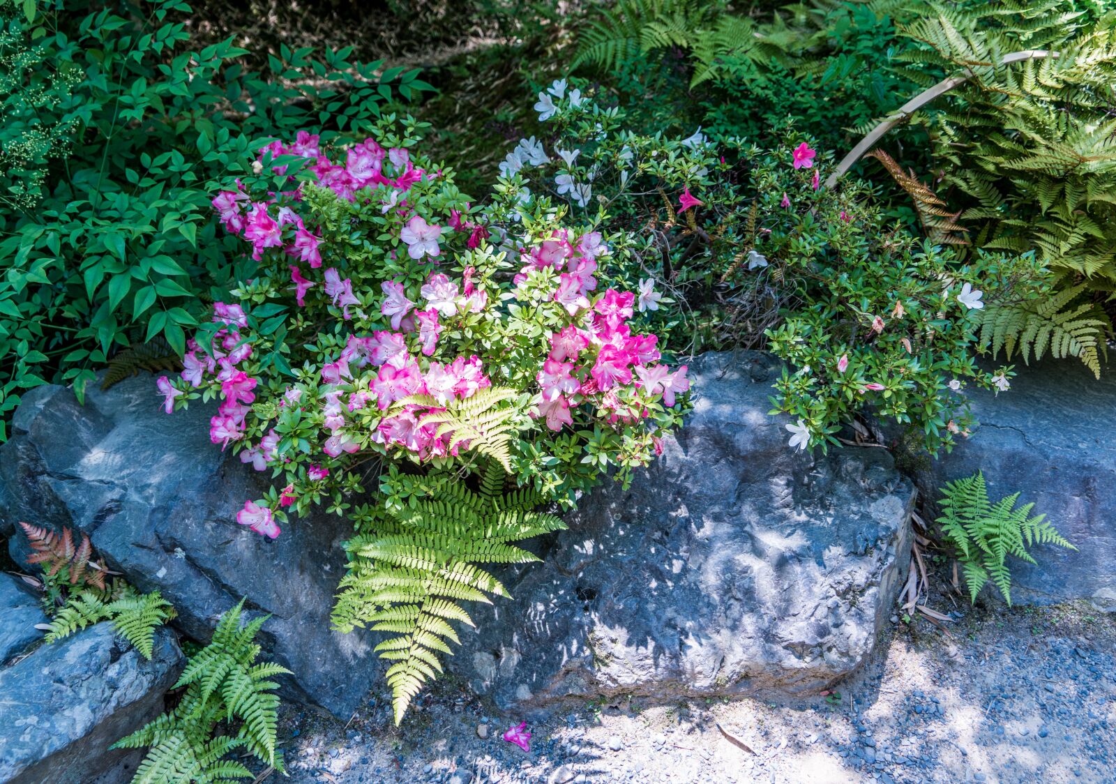 Sony a7R II + Sony FE 24-240mm F3.5-6.3 OSS sample photo. Flowers, rock, ferns photography