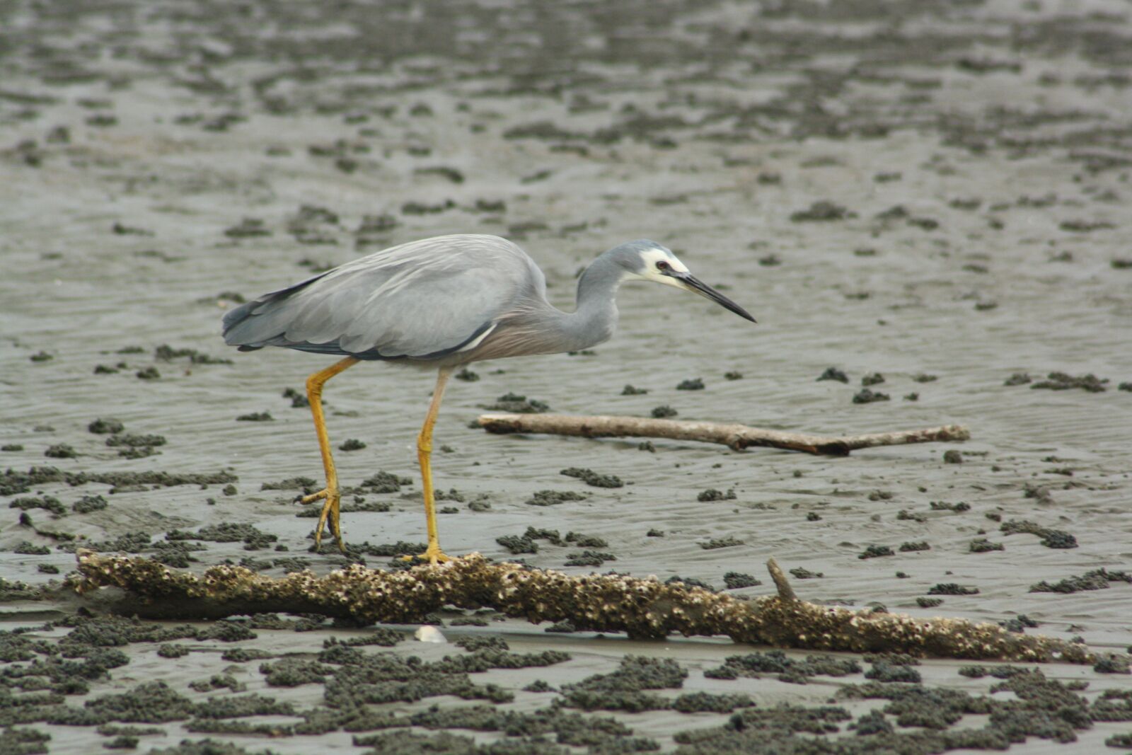 Canon EOS 1000D (EOS Digital Rebel XS / EOS Kiss F) sample photo. White faced heron, bird photography