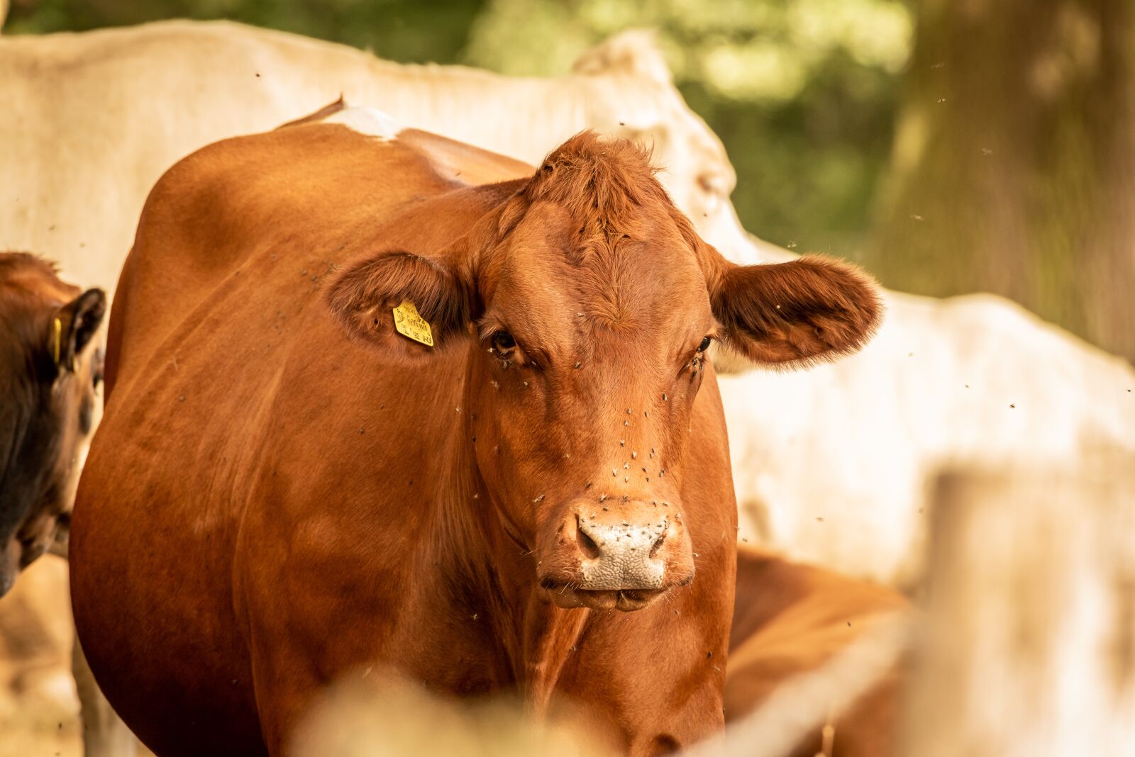 Nikon D750 sample photo. Cow, beef, cattle photography