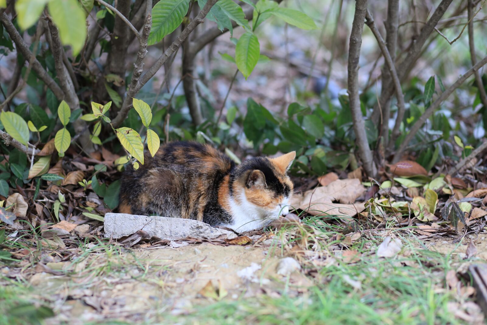 Canon EOS RP sample photo. Sleepy cat, spring, cute photography