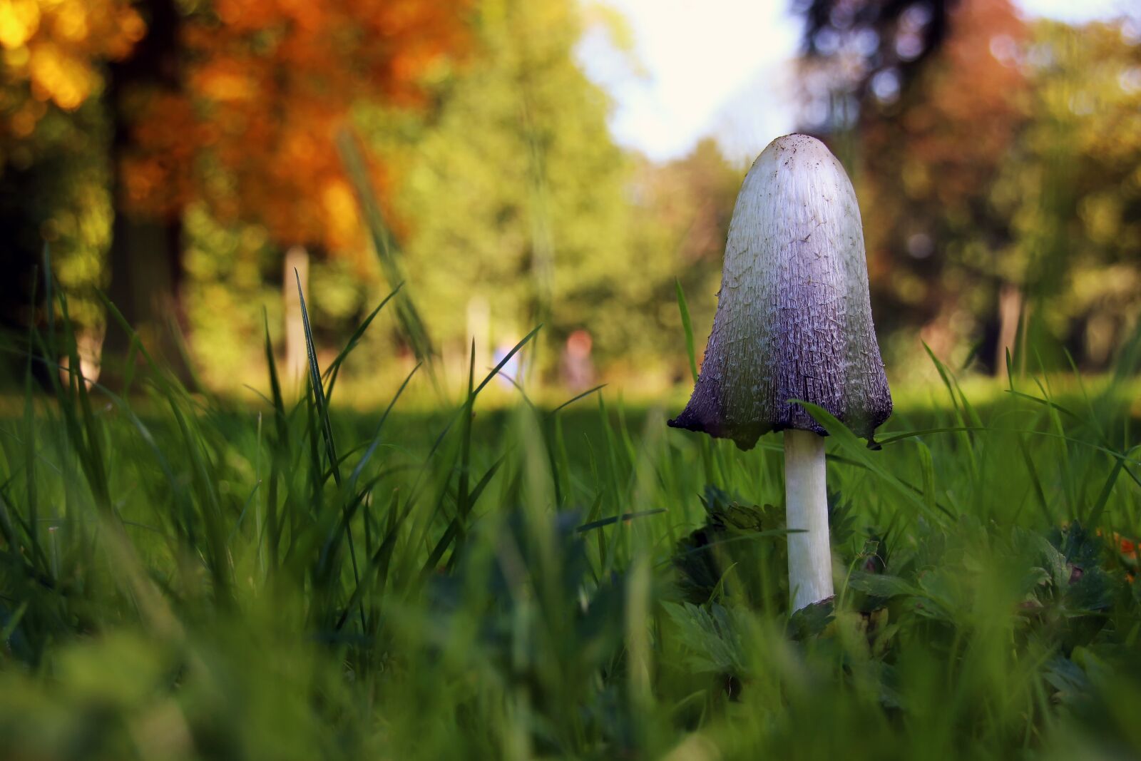Canon EOS 700D (EOS Rebel T5i / EOS Kiss X7i) sample photo. Mushroom, autumn, grass photography