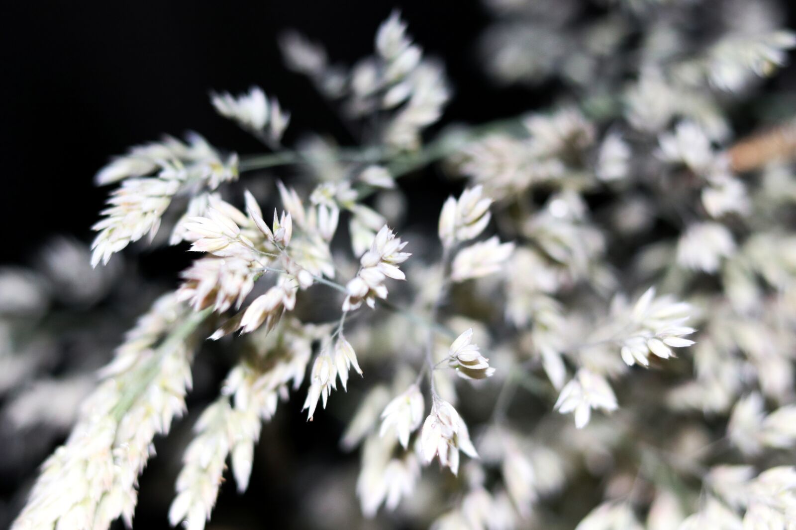 Canon EOS 80D sample photo. White, flower, sprig photography