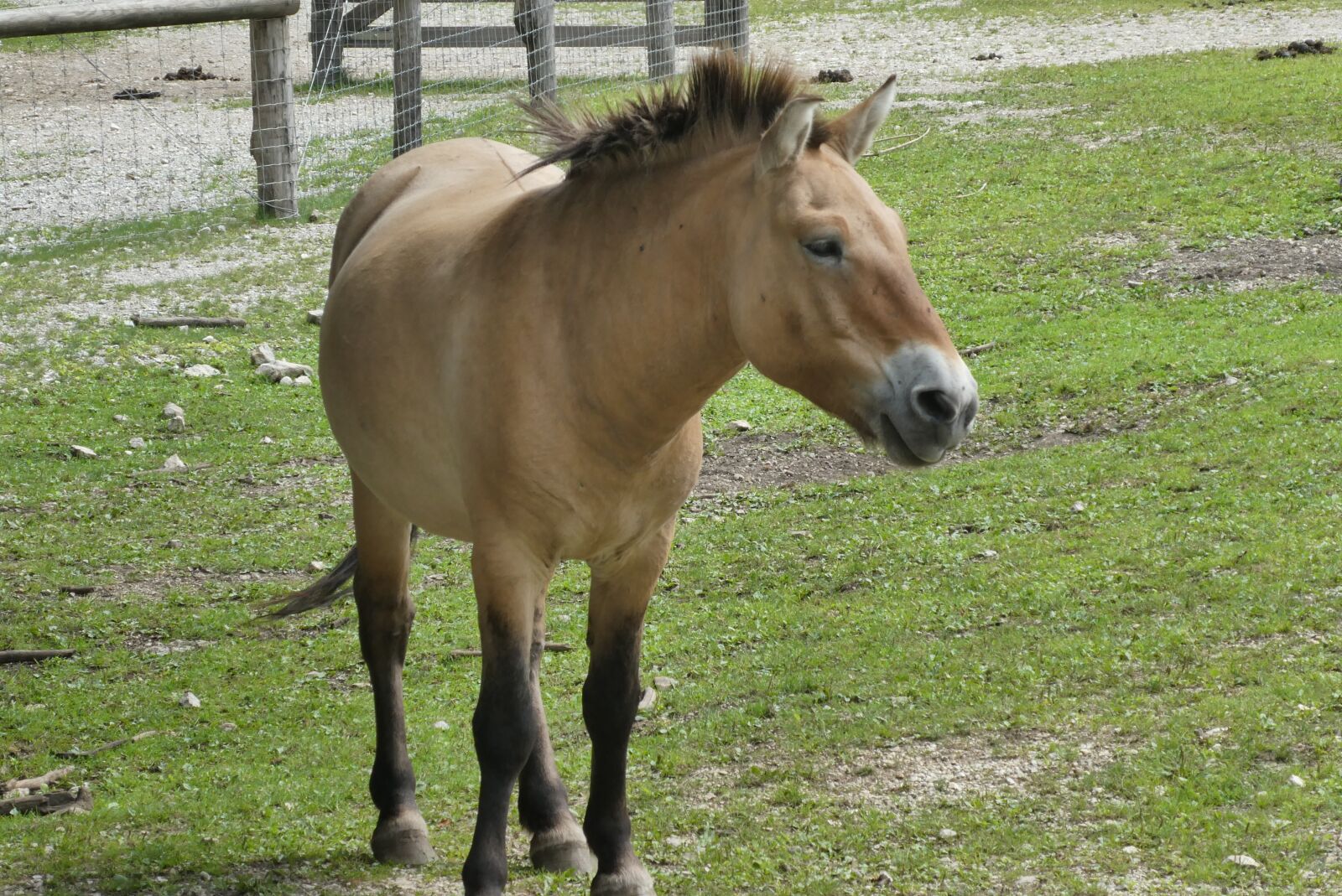 Panasonic Lumix DC-ZS70 (Lumix DC-TZ90) sample photo. Horse, przewalski, wildlife park photography