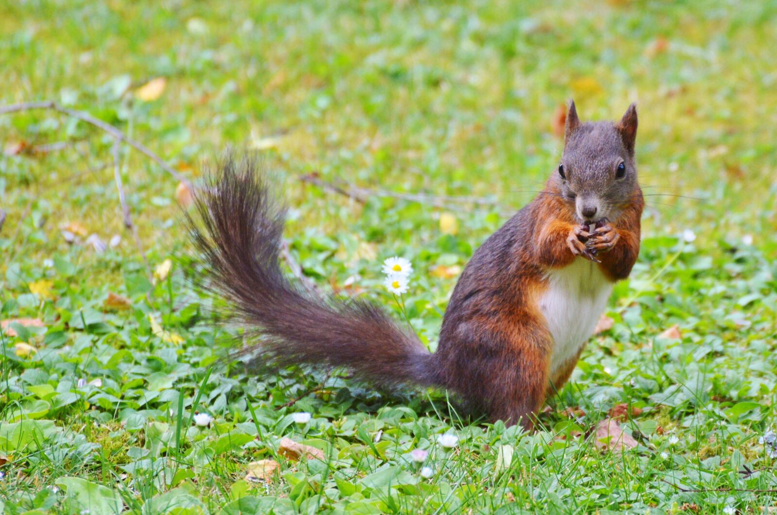Nikon D3200 sample photo. Squirrel, nager, rodent photography