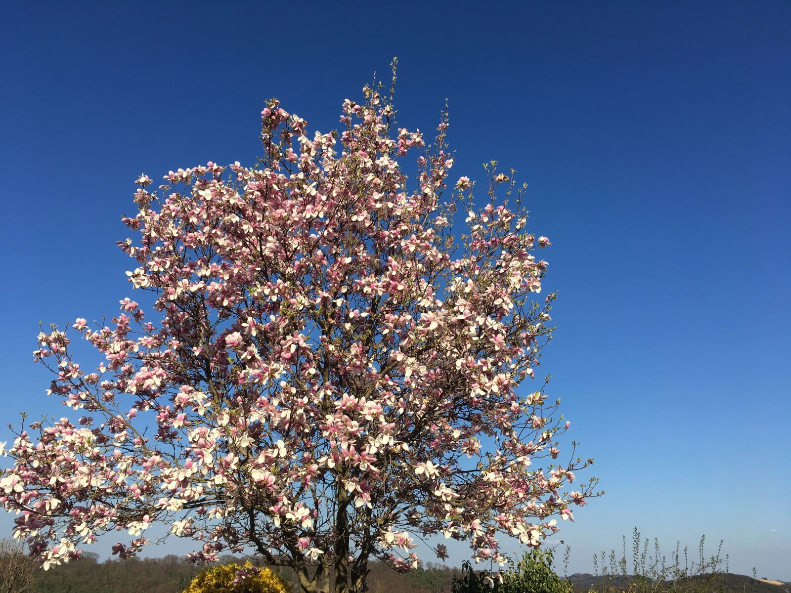 iPhone SE back camera 4.15mm f/2.2 sample photo. Magnolia, tree, spring photography