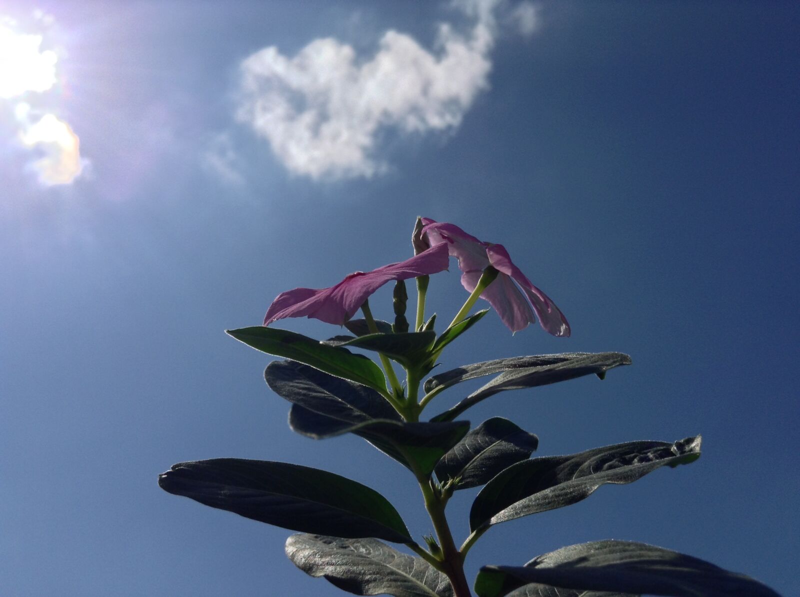 iPad mini back camera 3.3mm f/2.4 sample photo. Flower, sol, clouds photography