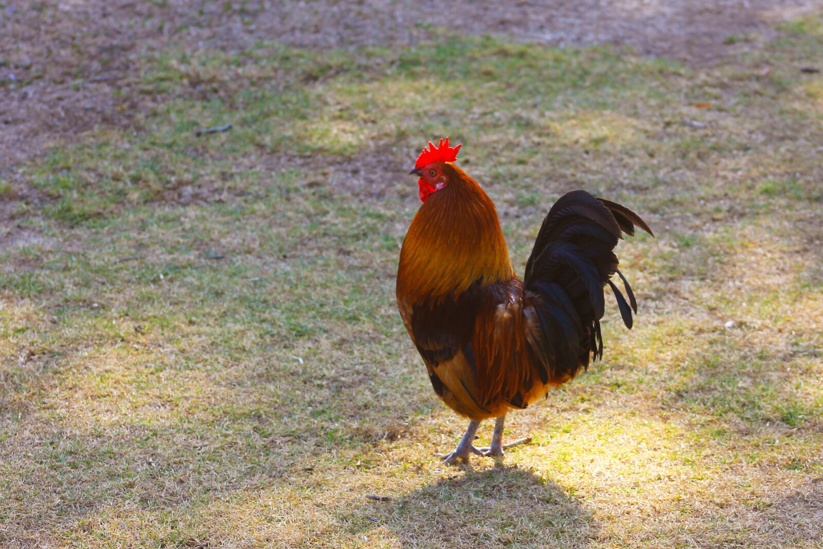 Canon EF75-300mm f/4-5.6 sample photo. Hen, fowl, rooster photography
