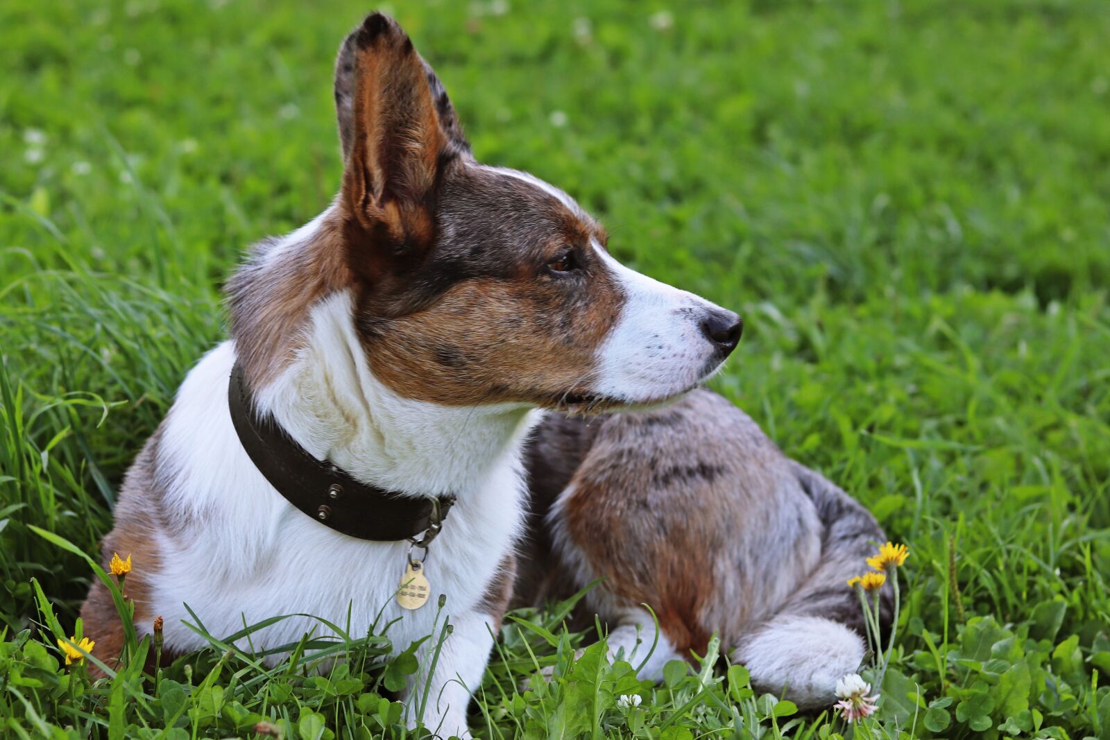 Canon EOS 200D (EOS Rebel SL2 / EOS Kiss X9) + Canon EF 50mm F1.8 STM sample photo. Dog, corgi, grass photography