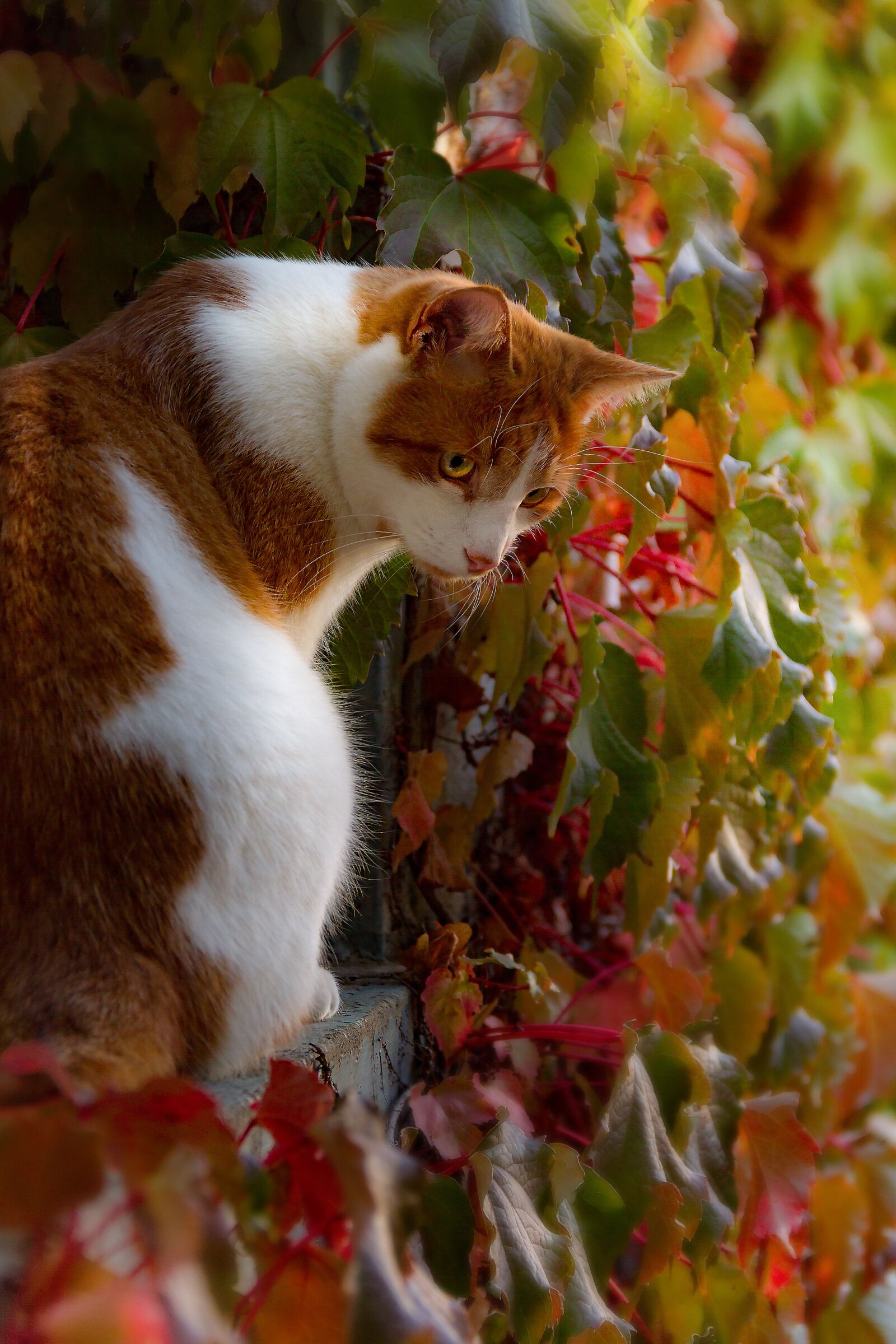 Canon EOS 7D sample photo. Cat, young, sitting photography