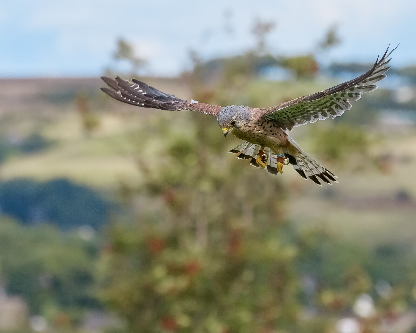 150-600mm F5-6.3 DG OS HSM | Contemporary 015 sample photo. Kestrel, falconry, bird photography