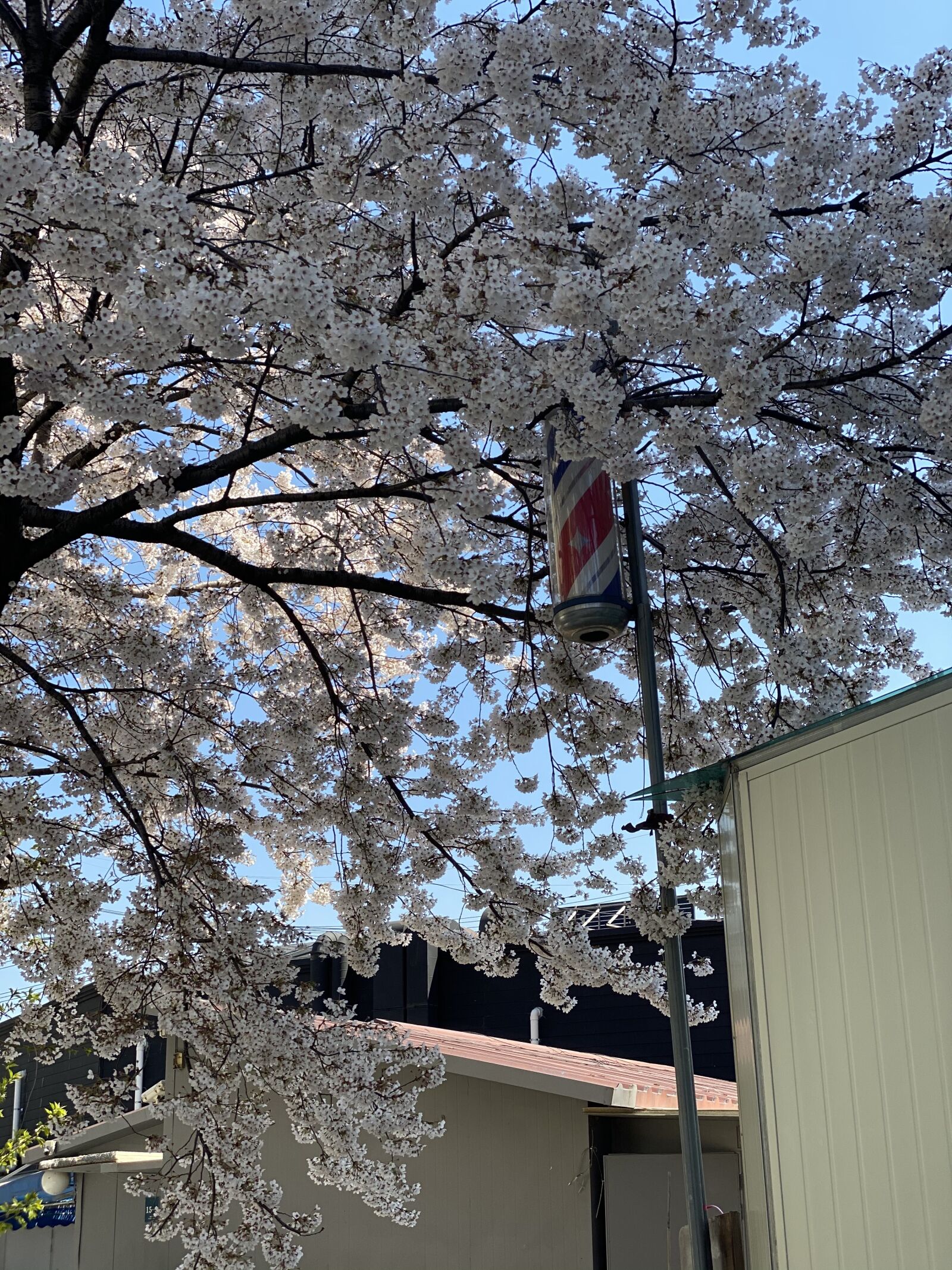 iPhone 11 Pro back dual camera 6mm f/2 sample photo. Cherry blossom, barbershop, the photography