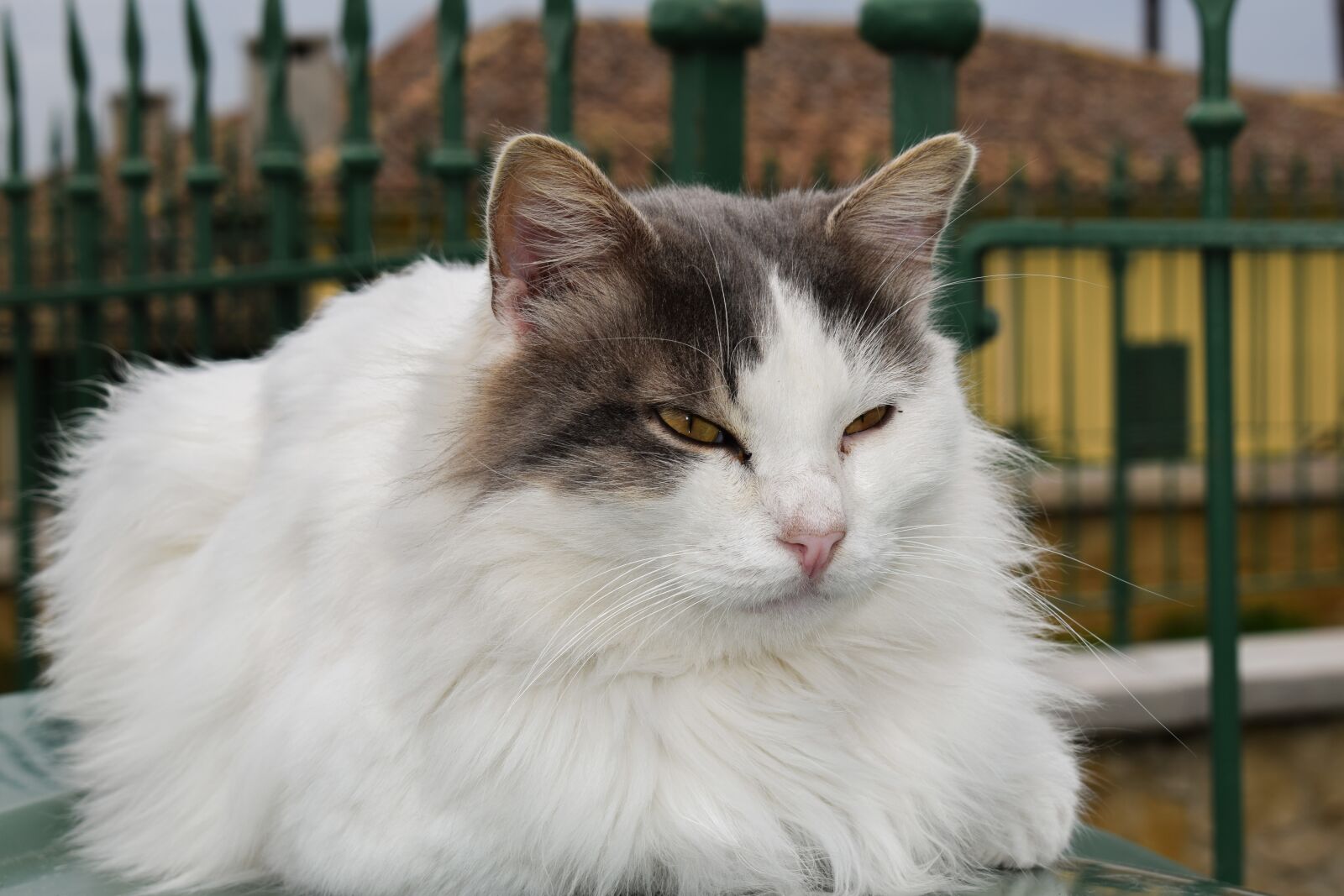 Nikon D3300 sample photo. Cat, stray, cool photography