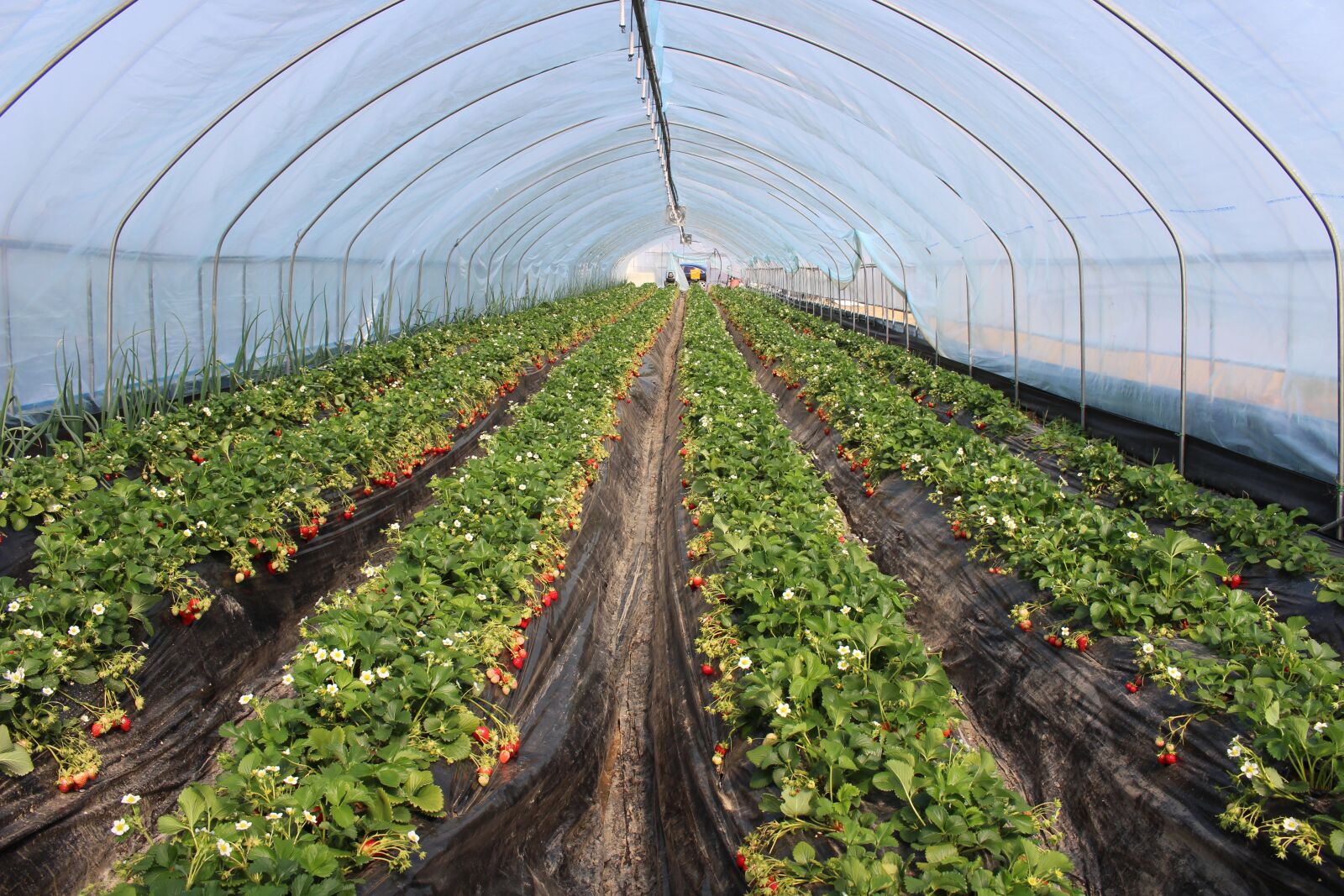 Canon EOS 100D (EOS Rebel SL1 / EOS Kiss X7) sample photo. Strawberry, farm, agriculture photography