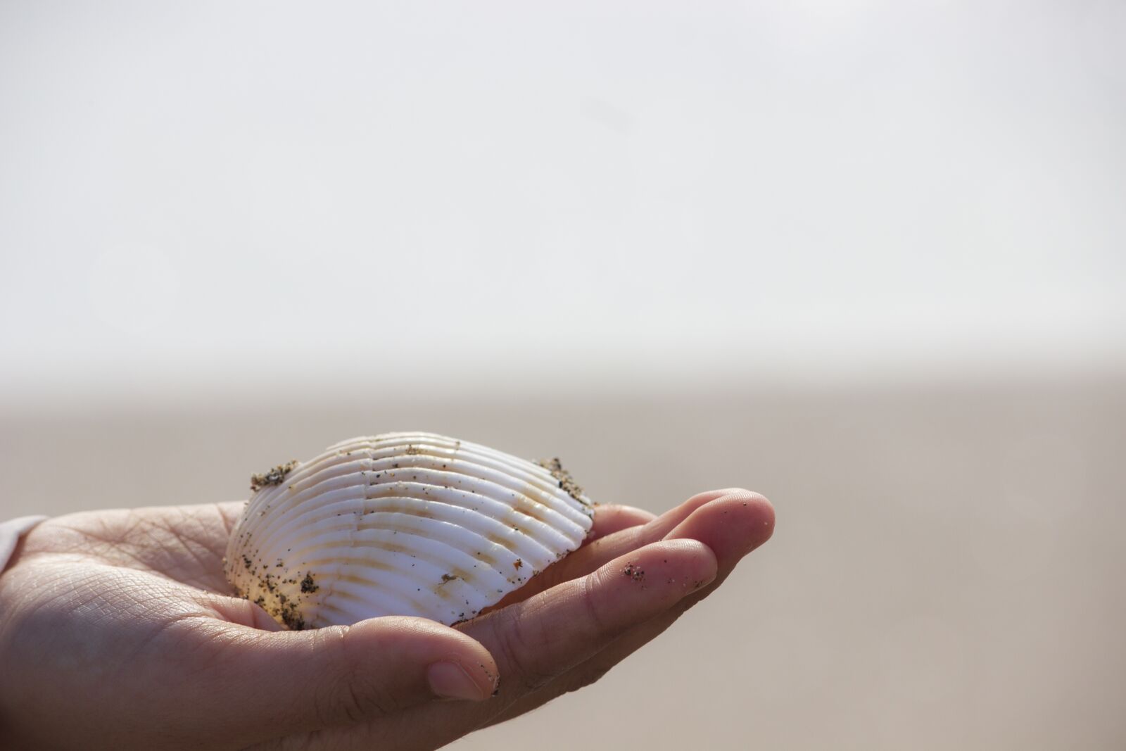 Canon EOS 600D (Rebel EOS T3i / EOS Kiss X5) sample photo. Sea shell, hand, sea photography