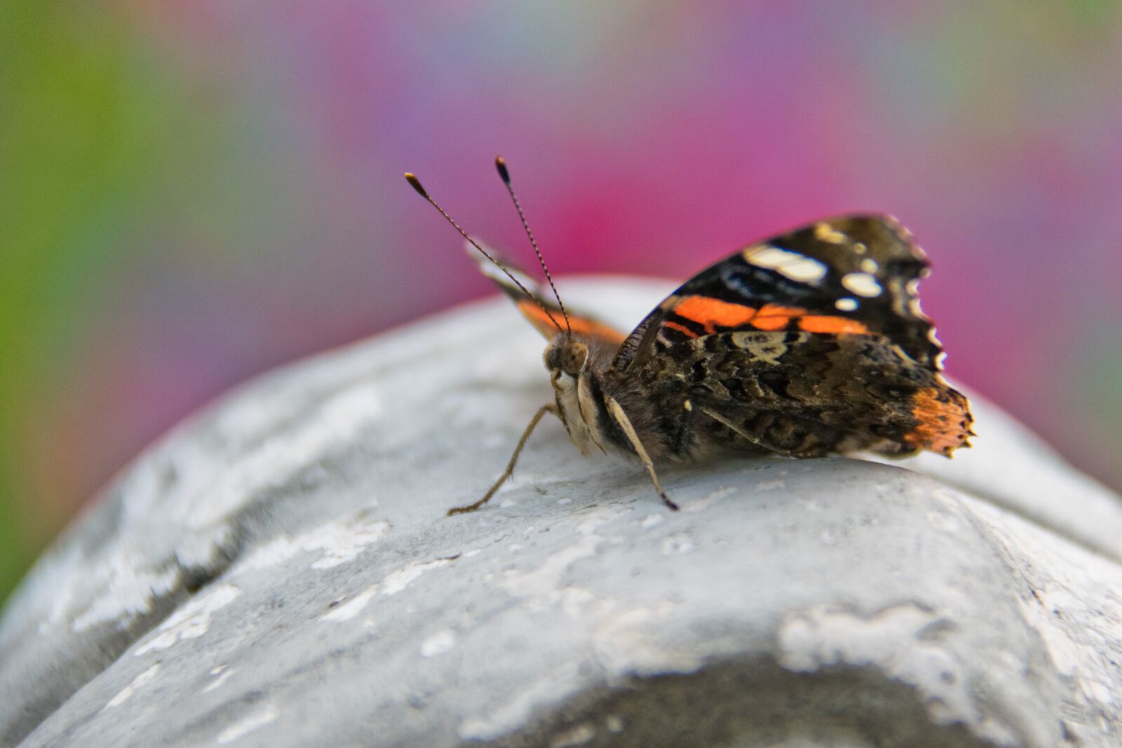 Nikon D5300 sample photo. Nature, insect, animal world photography