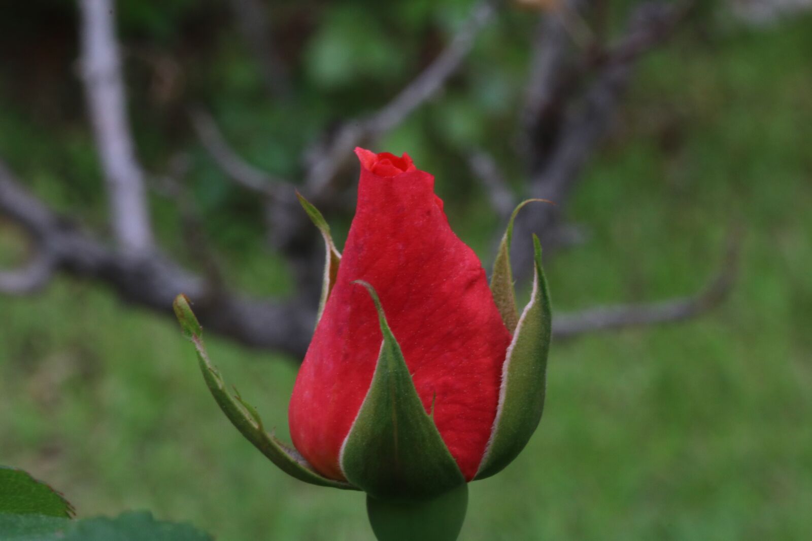 Canon EOS 750D (EOS Rebel T6i / EOS Kiss X8i) sample photo. Rose, red, red rose photography