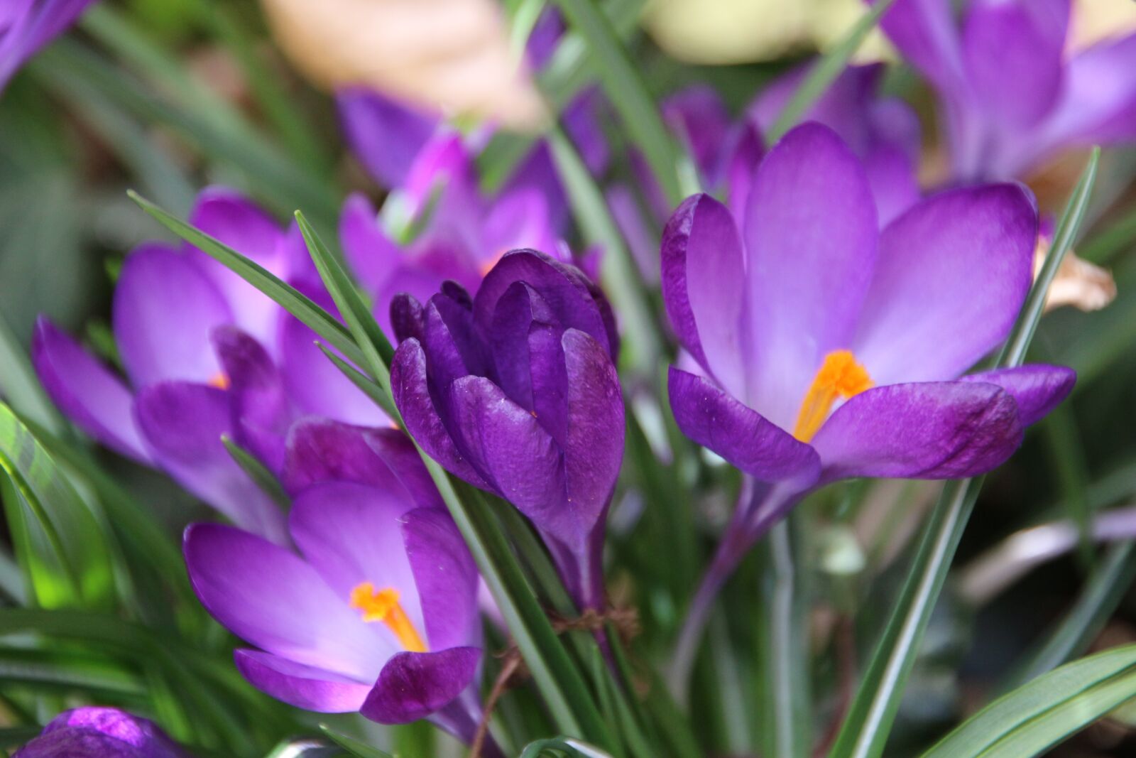 Canon EOS 700D (EOS Rebel T5i / EOS Kiss X7i) sample photo. Nature, flower, plant photography