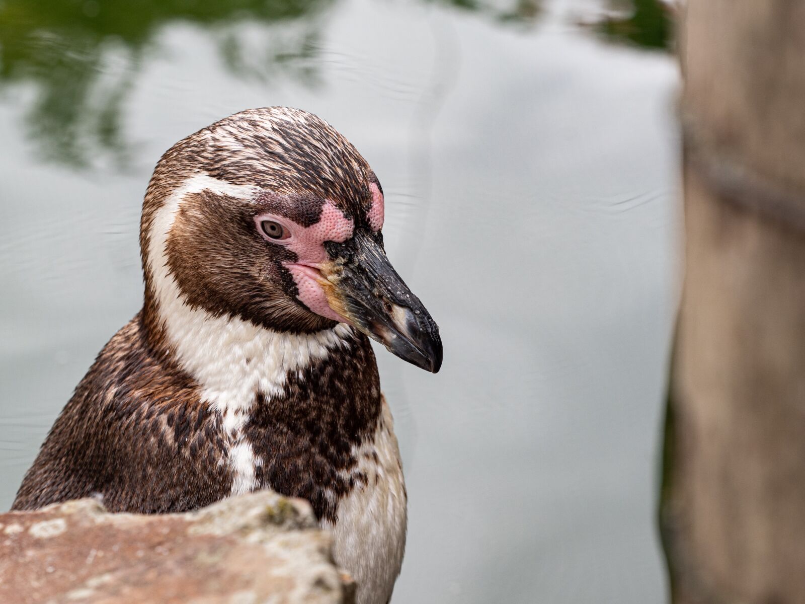 Olympus OM-D E-M1 Mark II + Olympus M.Zuiko Digital ED 40-150mm F2.8 Pro sample photo. Water, water bird, animal photography
