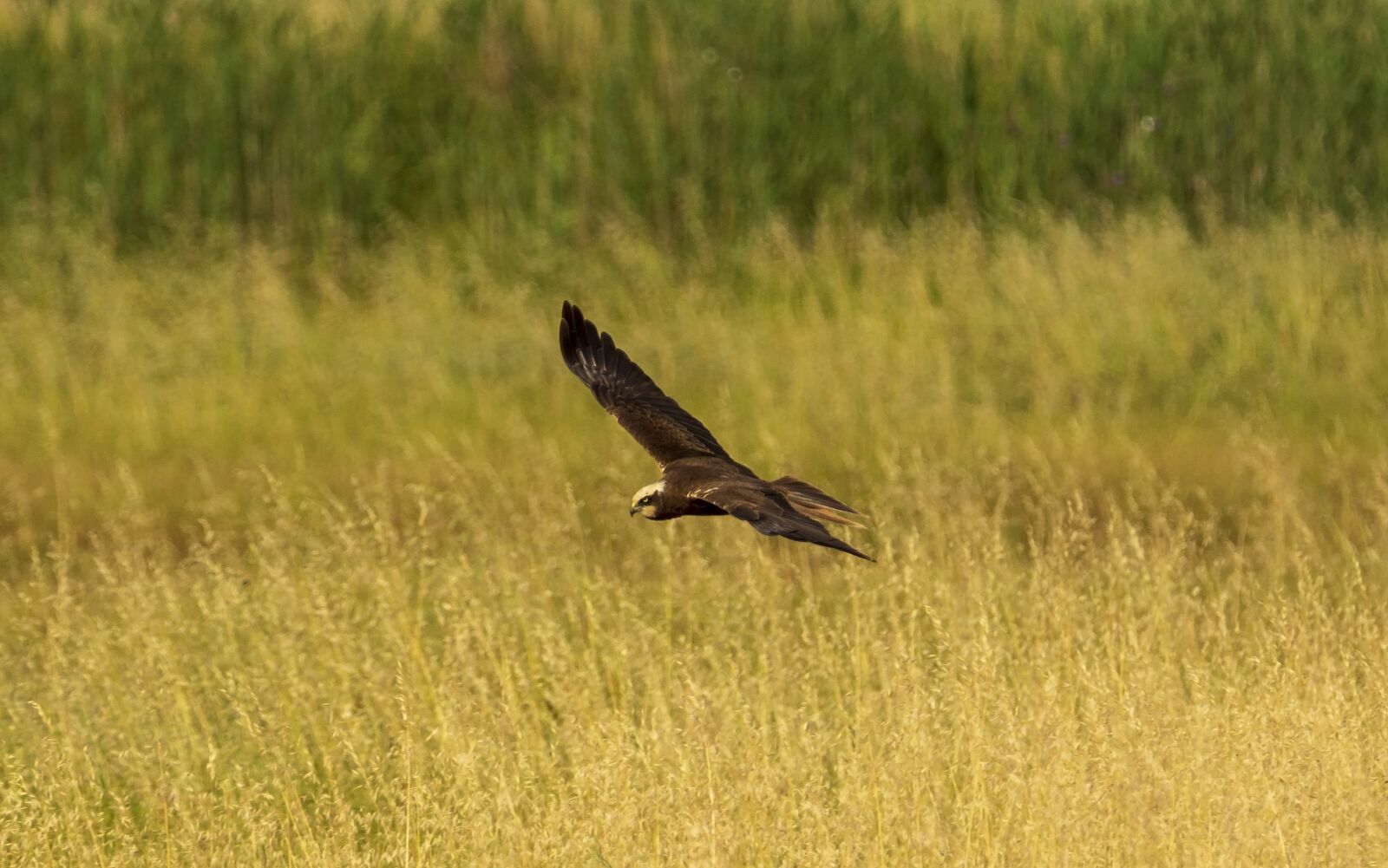 Nikon D7200 sample photo. Bird, nature, animal photography
