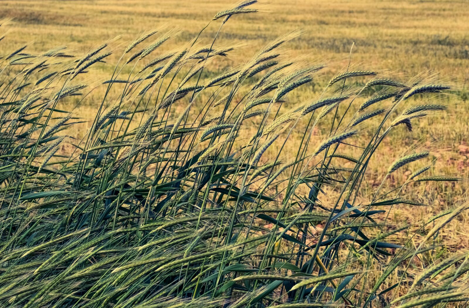 Nikon D3300 sample photo. Barley, cereals, wind photography