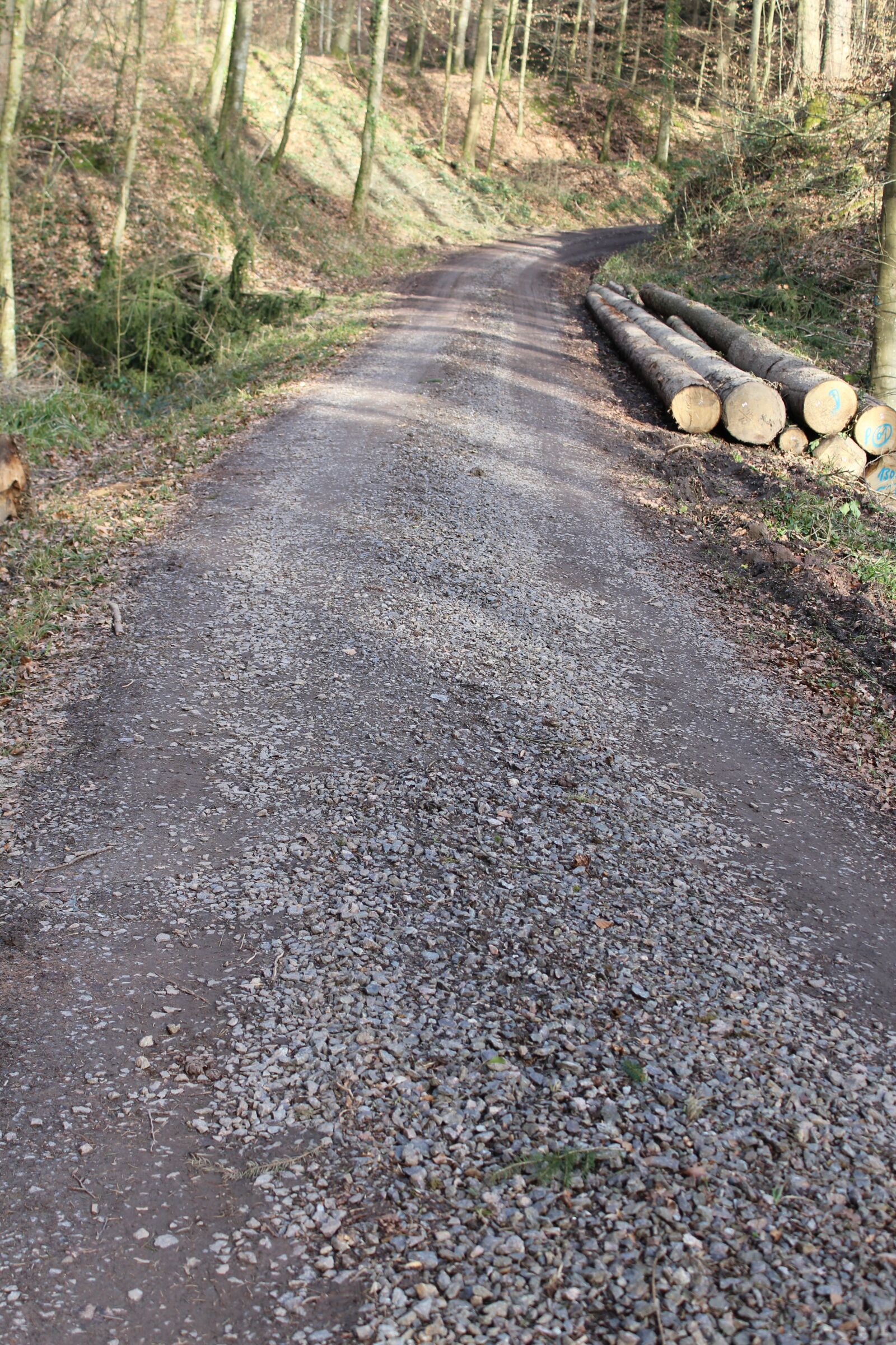 Canon EOS 1200D (EOS Rebel T5 / EOS Kiss X70 / EOS Hi) sample photo. Away, forest, forest path photography