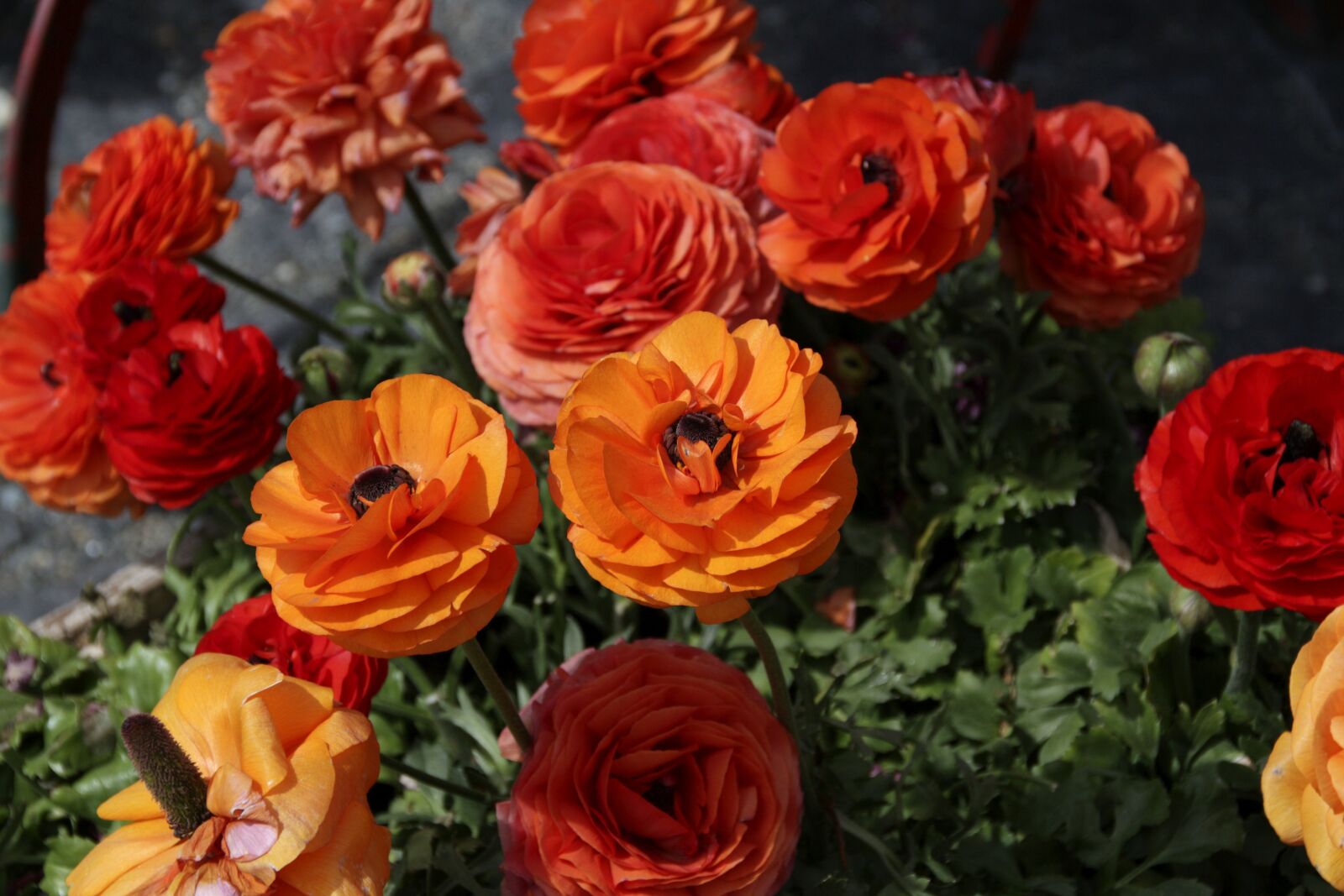 Canon EOS 700D (EOS Rebel T5i / EOS Kiss X7i) sample photo. Ranunkeln, flowers, red photography