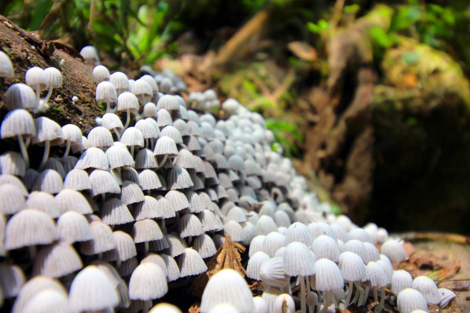 Canon EOS 1200D (EOS Rebel T5 / EOS Kiss X70 / EOS Hi) sample photo. Fungi, fungus, mushroom, nature photography