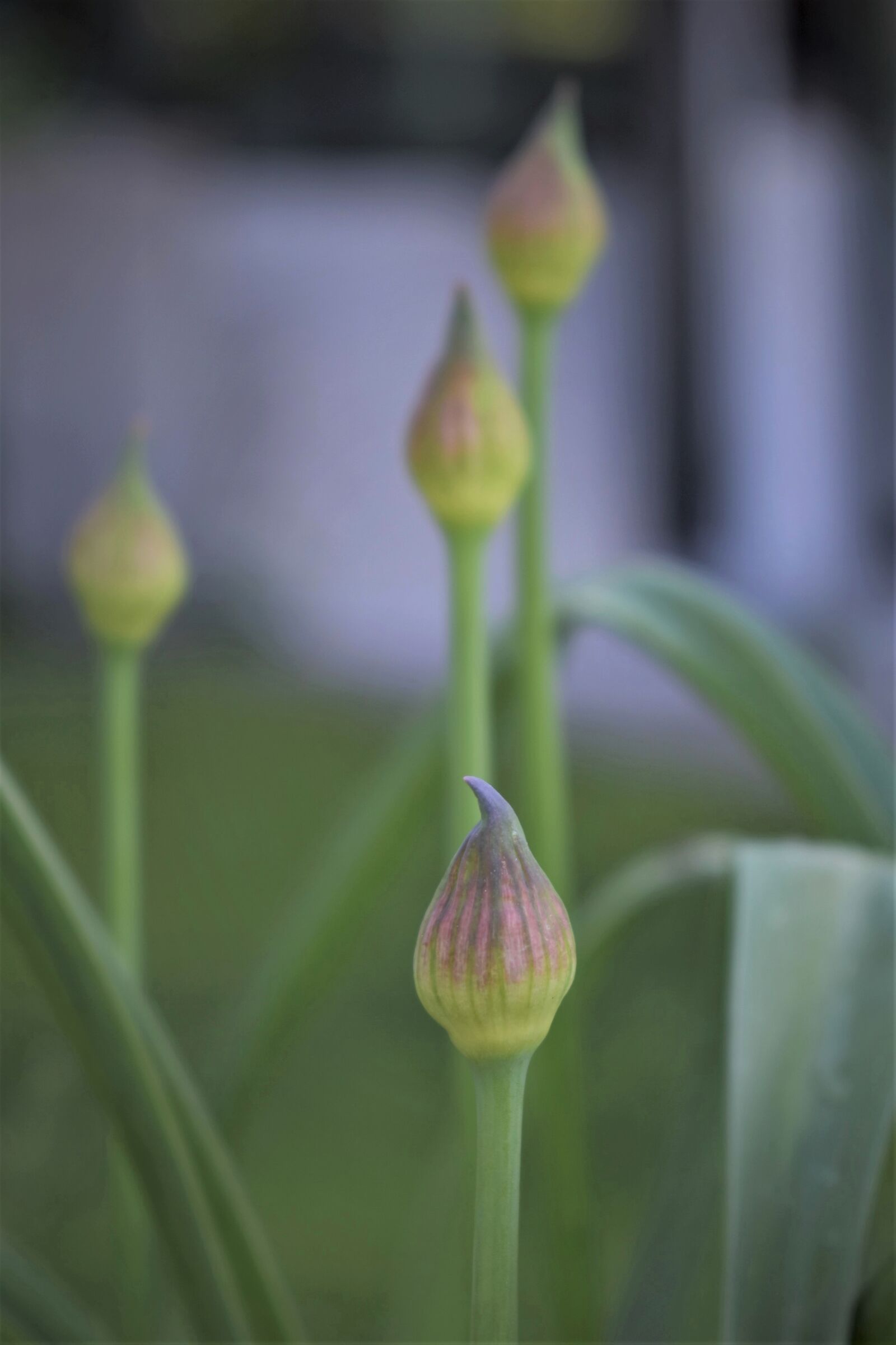 Nikon D5500 sample photo. Ornamental onion, blossom, bloom photography