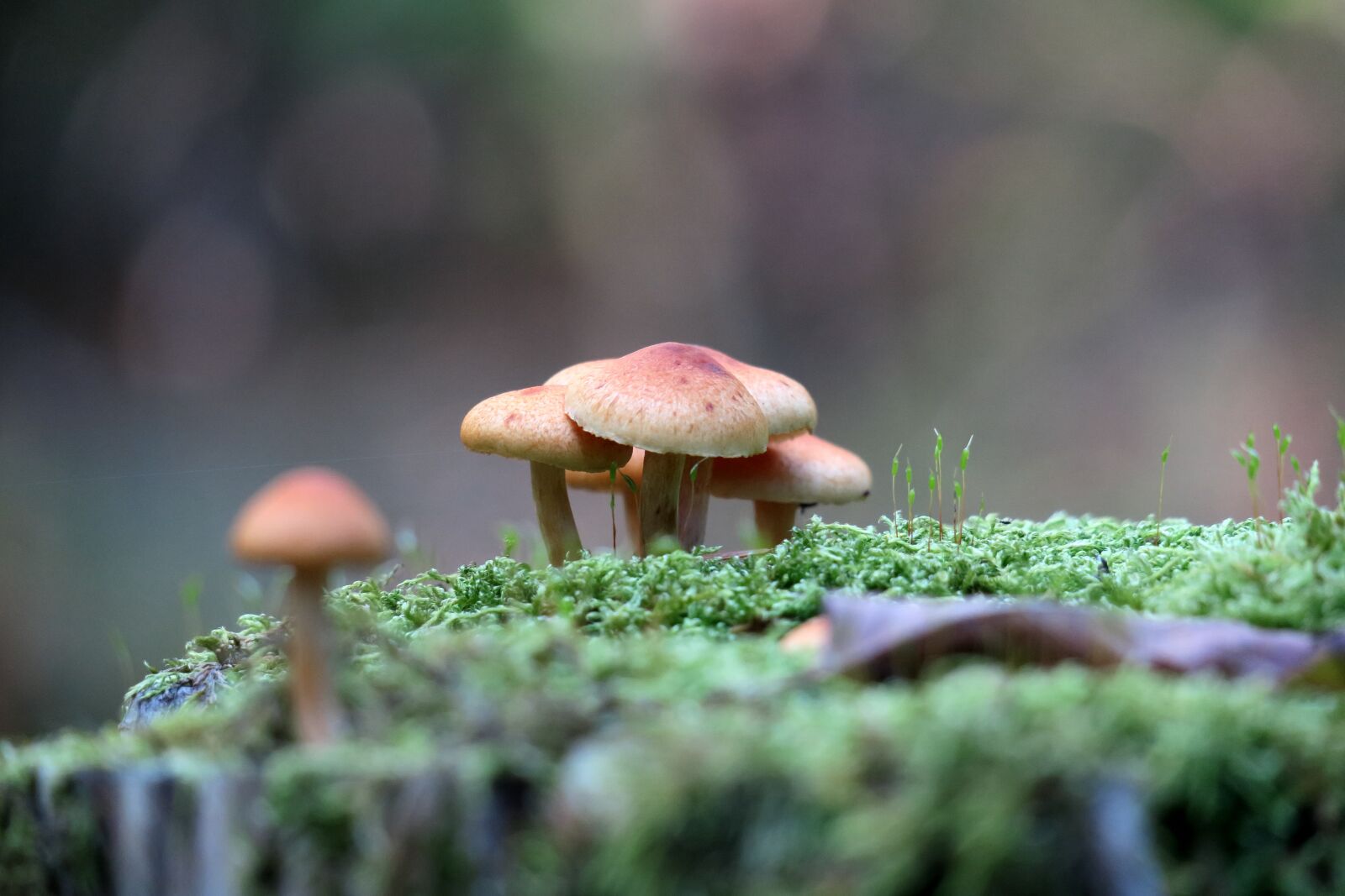 Canon PowerShot G3 X sample photo. Forest, mushrooms, moss photography