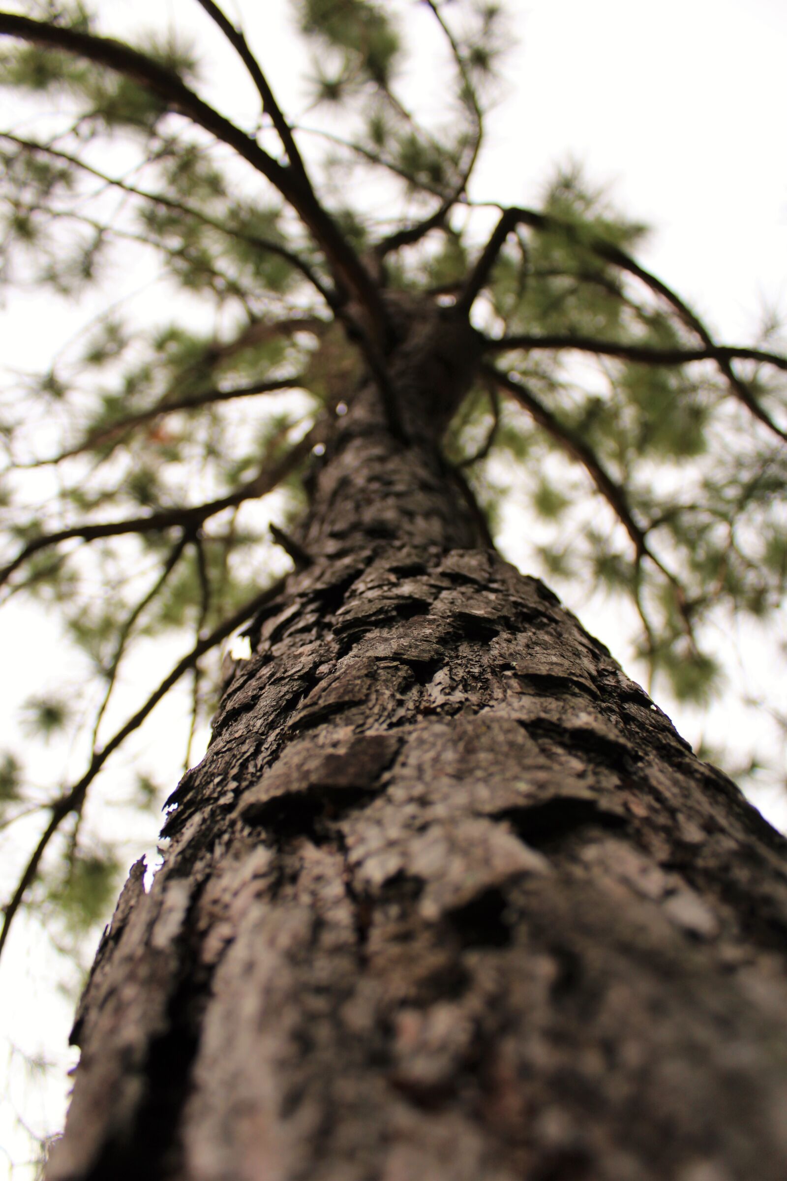 Canon EOS 1200D (EOS Rebel T5 / EOS Kiss X70 / EOS Hi) sample photo. Tree, wood, forest photography