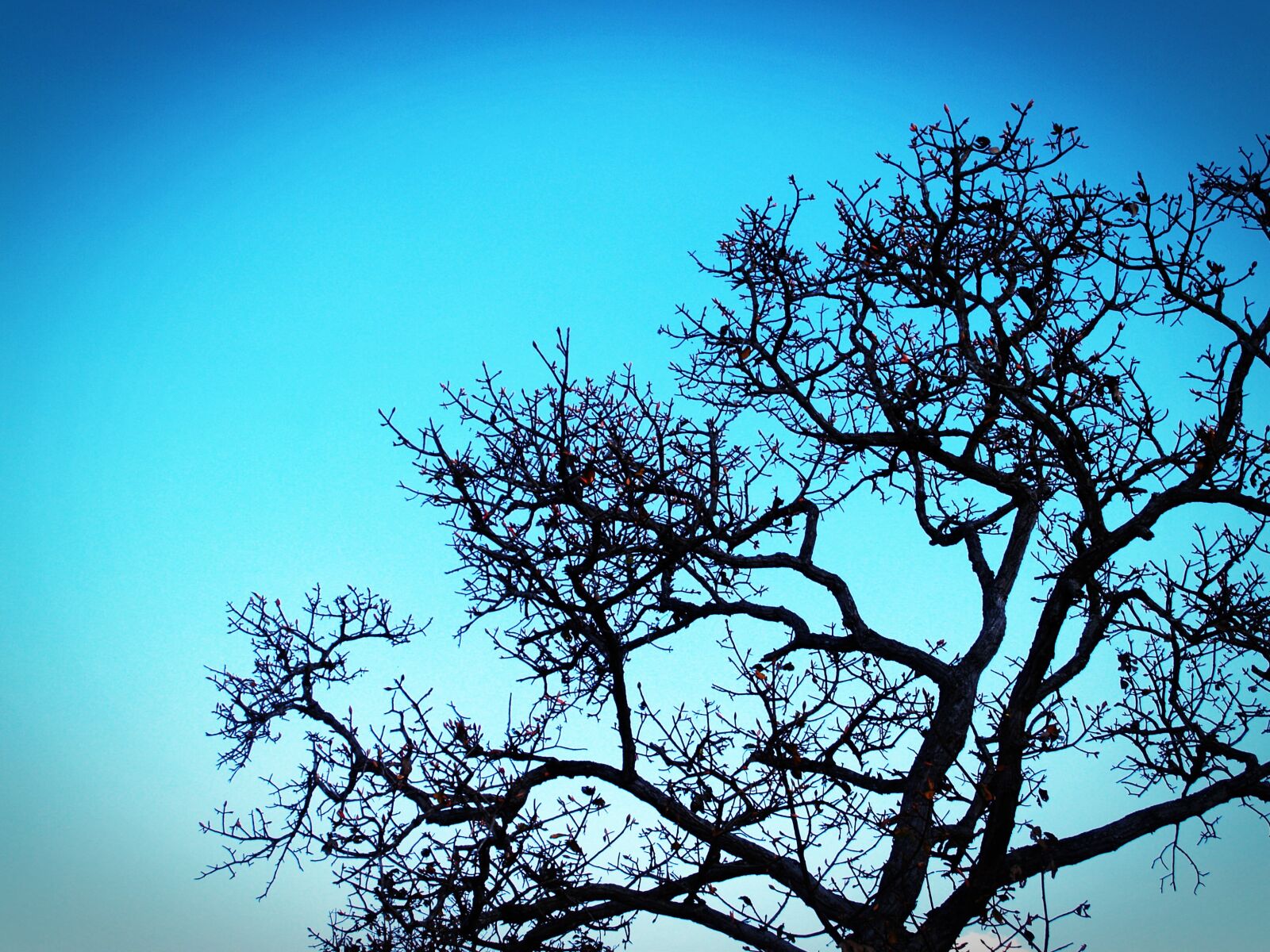 Olympus E-300 (EVOLT E-300) sample photo. Branches, bright, colors, daylight photography