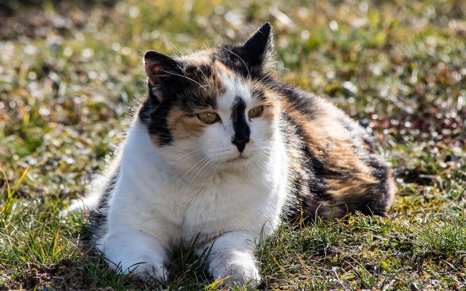 Canon EF 70-300mm F4-5.6 IS USM sample photo. Cat, mammal, animal photography