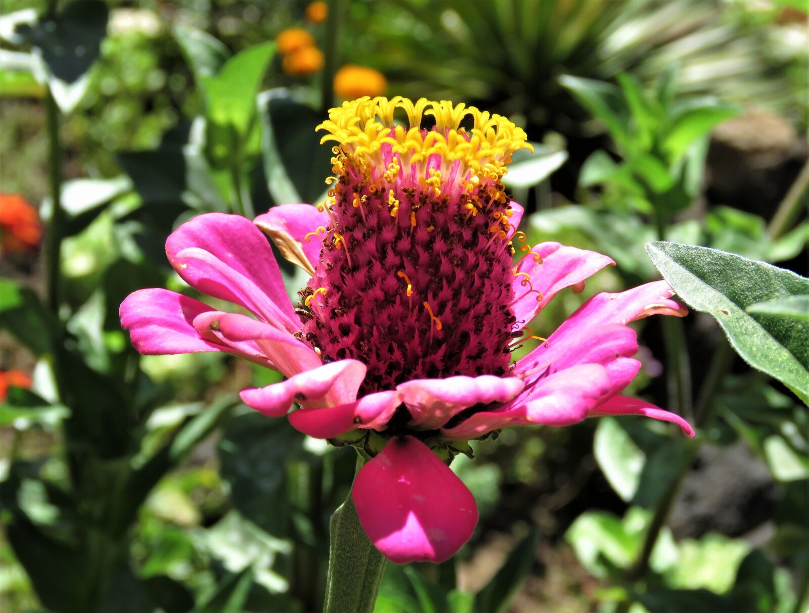 Canon PowerShot SX60 HS sample photo. Nature, flower, flora photography