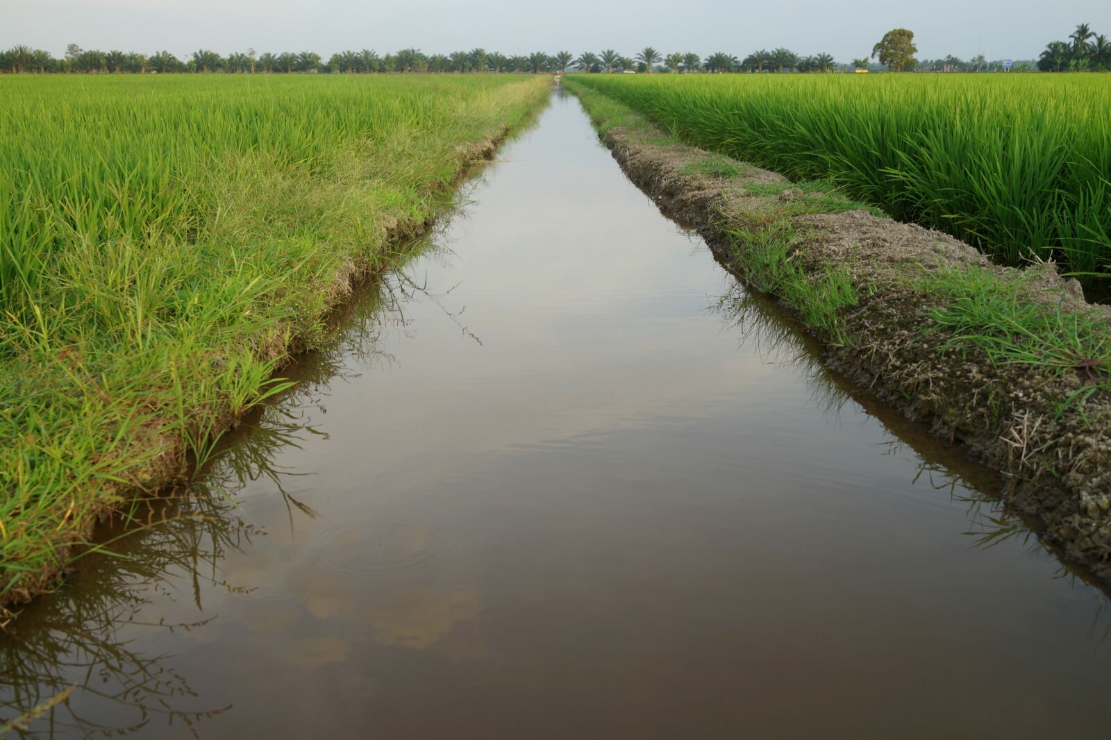 Sony Cyber-shot DSC-RX1R sample photo. Water ways, irrigation, padi photography