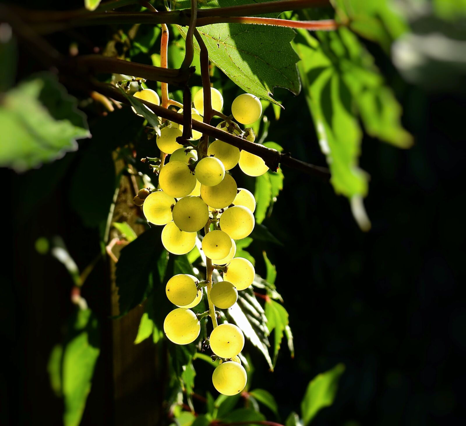 Nikon Coolpix P900 sample photo. Bunch of grapes, spray photography