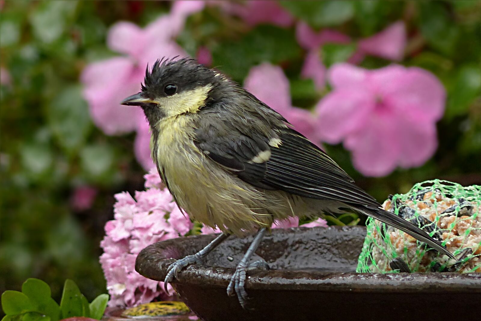 Panasonic Lumix DMC-FZ200 sample photo. Tit, parus major, bird photography