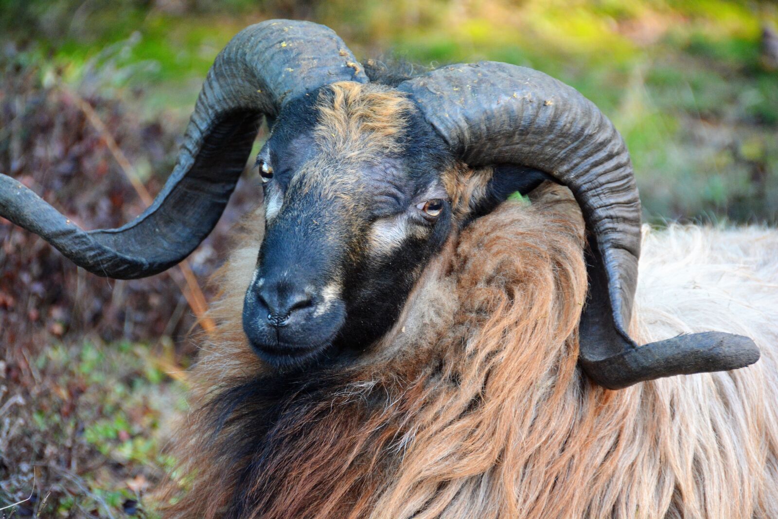 Nikon D7100 sample photo. Sheep, drenthe, drenthe heath photography
