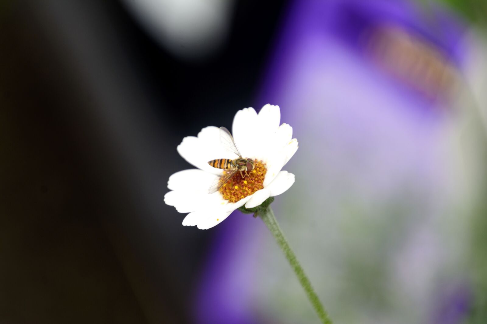Nikon D7100 sample photo. Flower, nature, scotland photography
