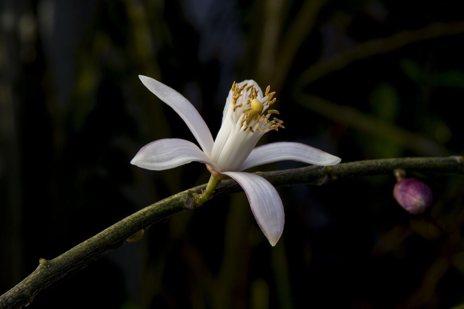 Canon EOS 7D sample photo. Lemon blossom, lemon, limone photography