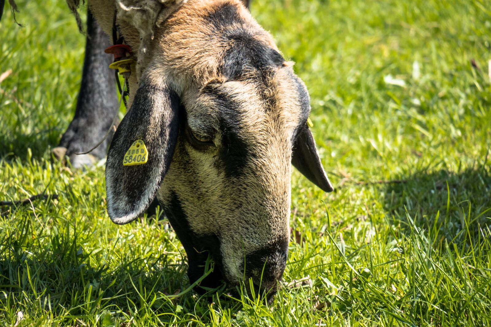 Canon PowerShot G3 X sample photo. Sheep, graze, eat photography