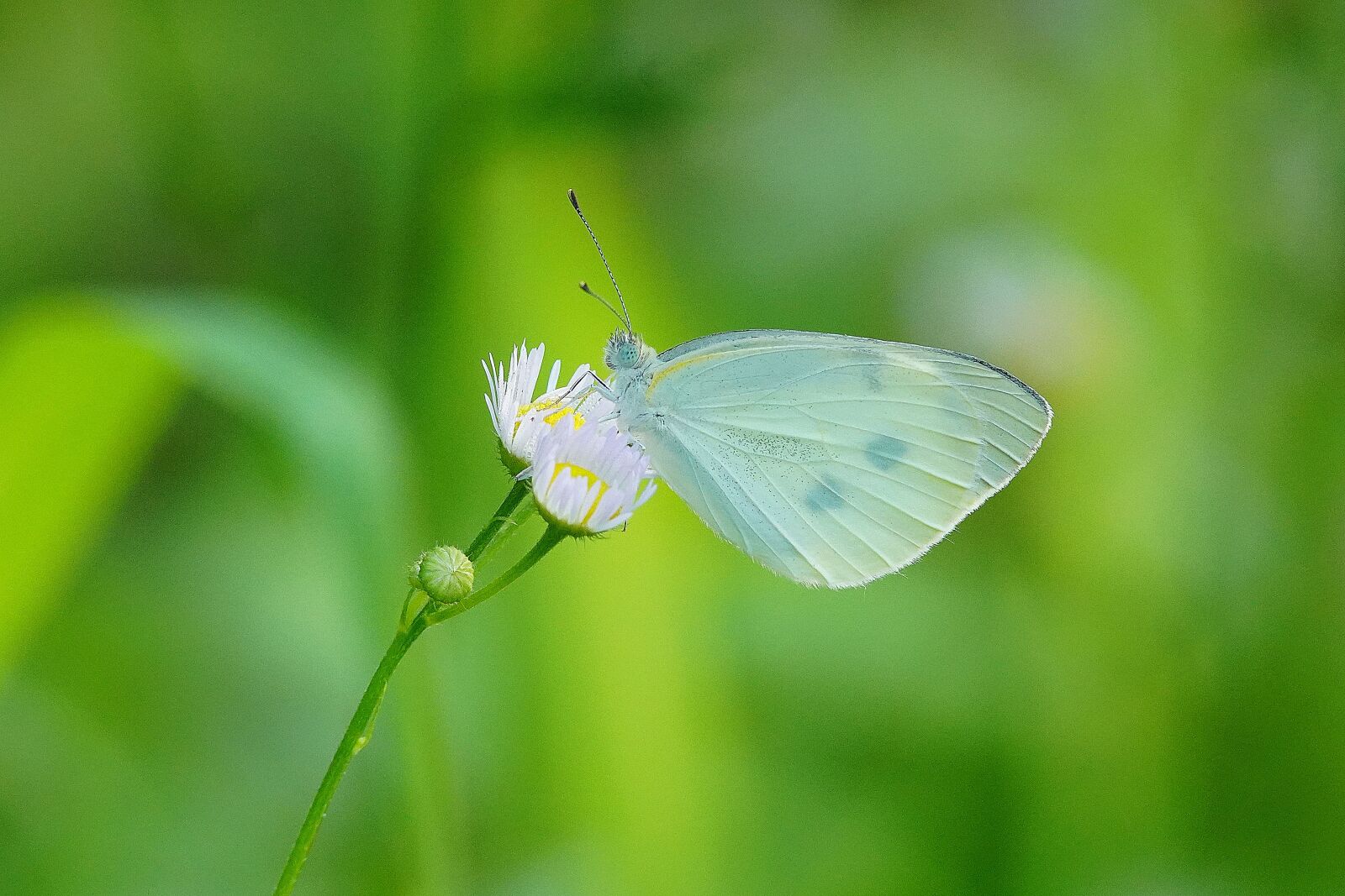 Canon EF 300mm F4L IS USM sample photo. Butterfly, flower, insect photography