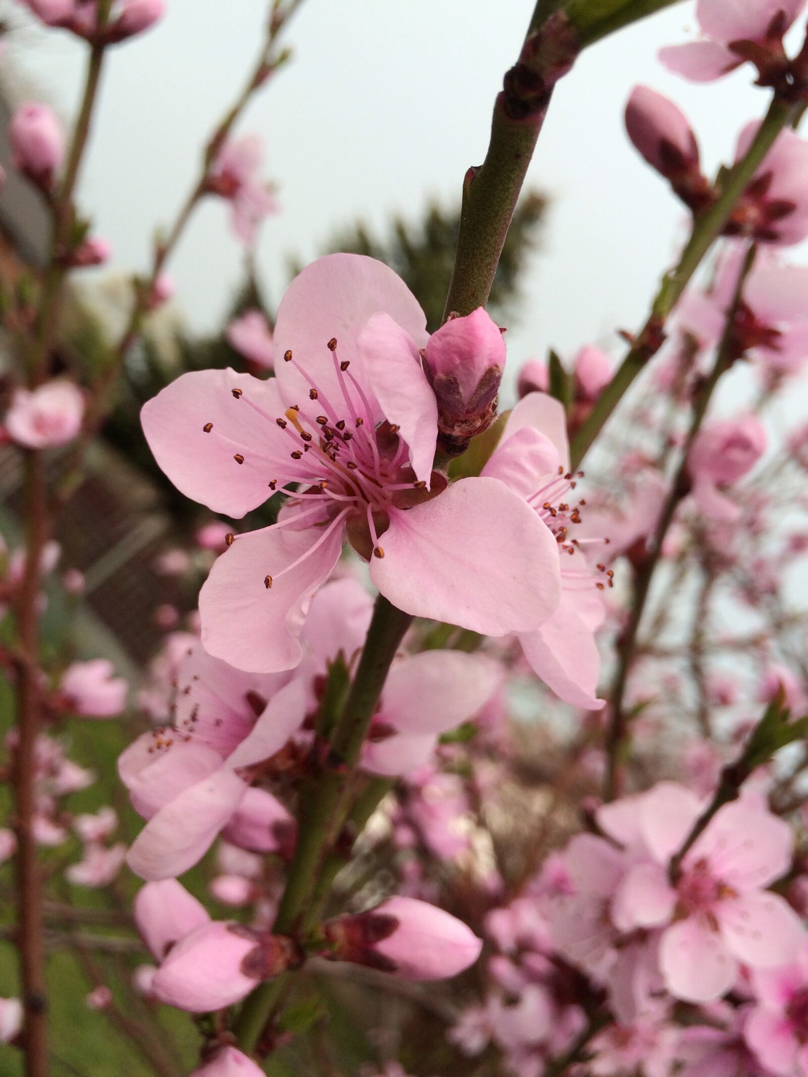 Apple iPhone 5s sample photo. Apple blossom, apple tree photography