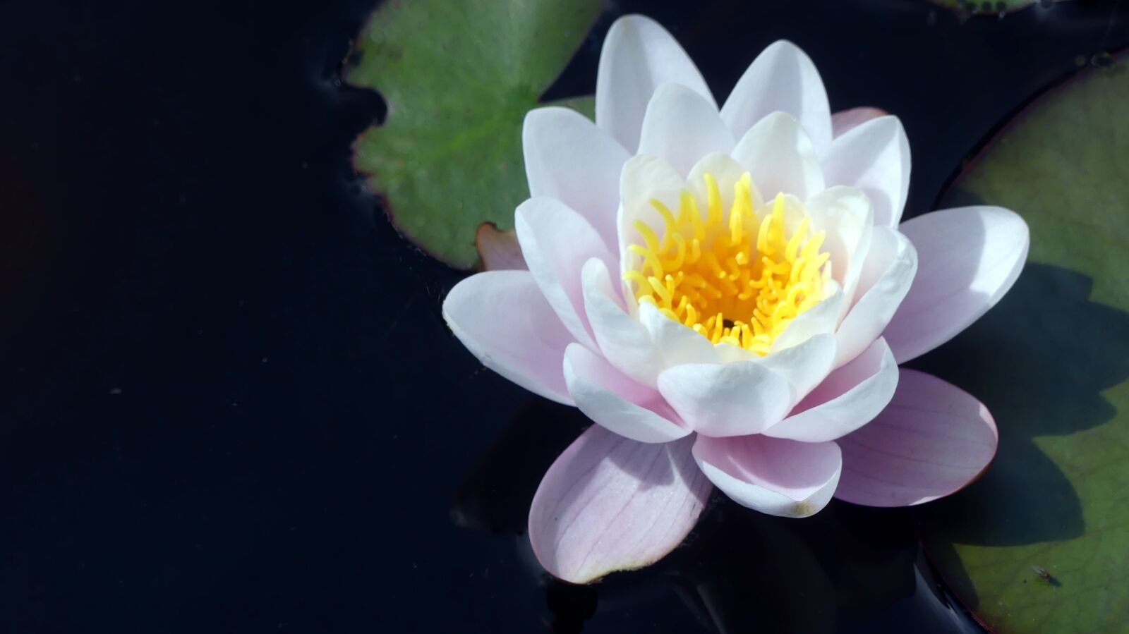 Panasonic Lumix DMC-FZ300 sample photo. Water lily, garden, pond photography