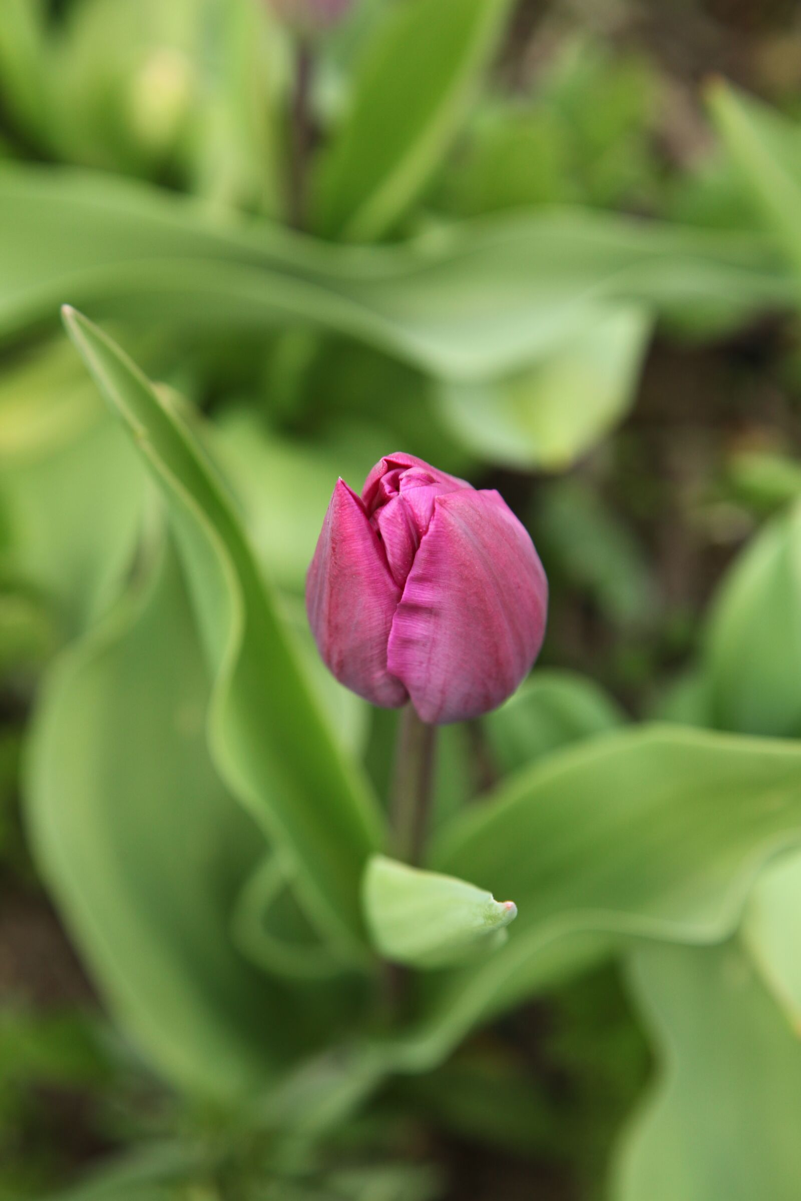 Canon EOS 5D Mark II sample photo. Tulip, garden, spring photography