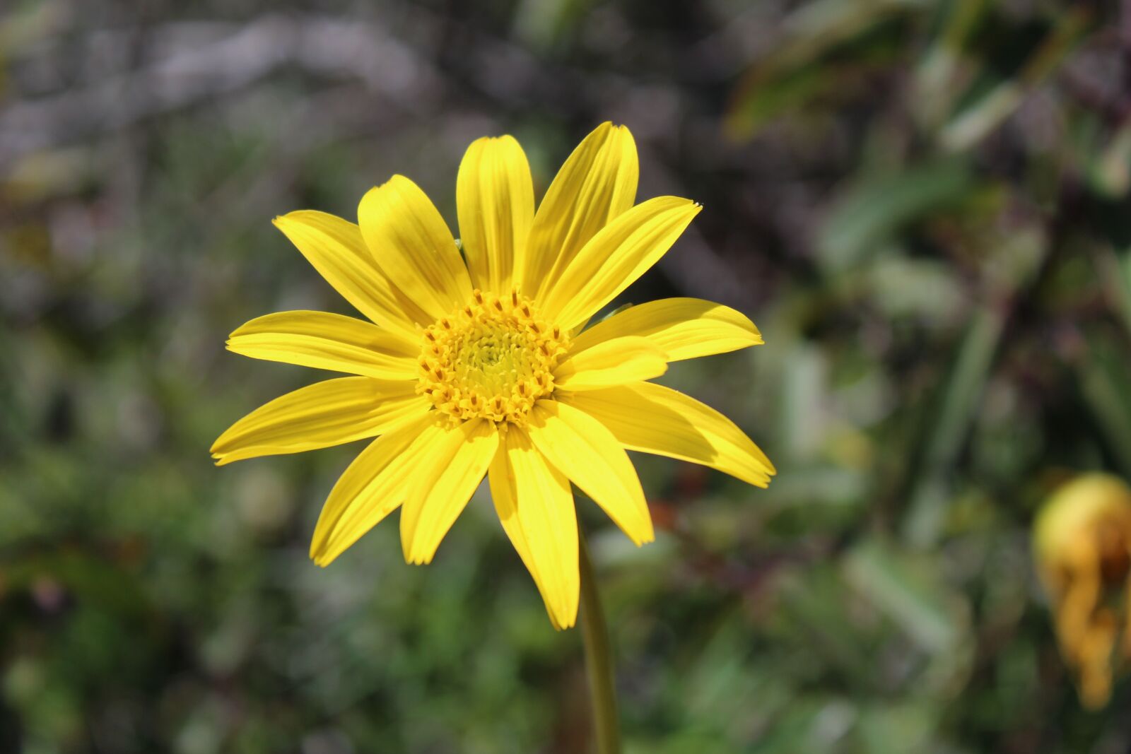 Canon EOS 1300D (EOS Rebel T6 / EOS Kiss X80) sample photo. Flower, yellow, nature photography