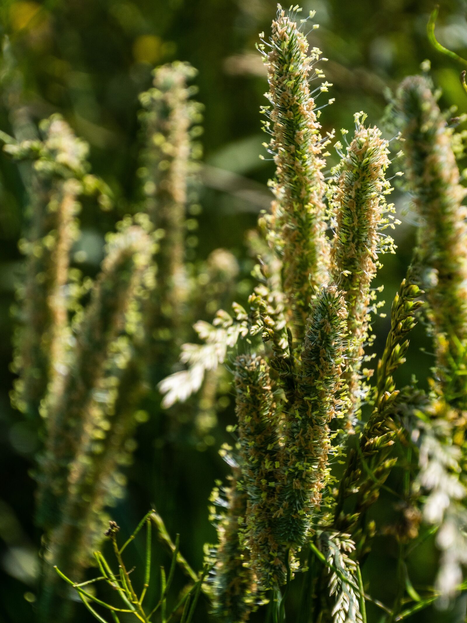Olympus OM-D E-M10 III sample photo. Grass, flower, flowering photography