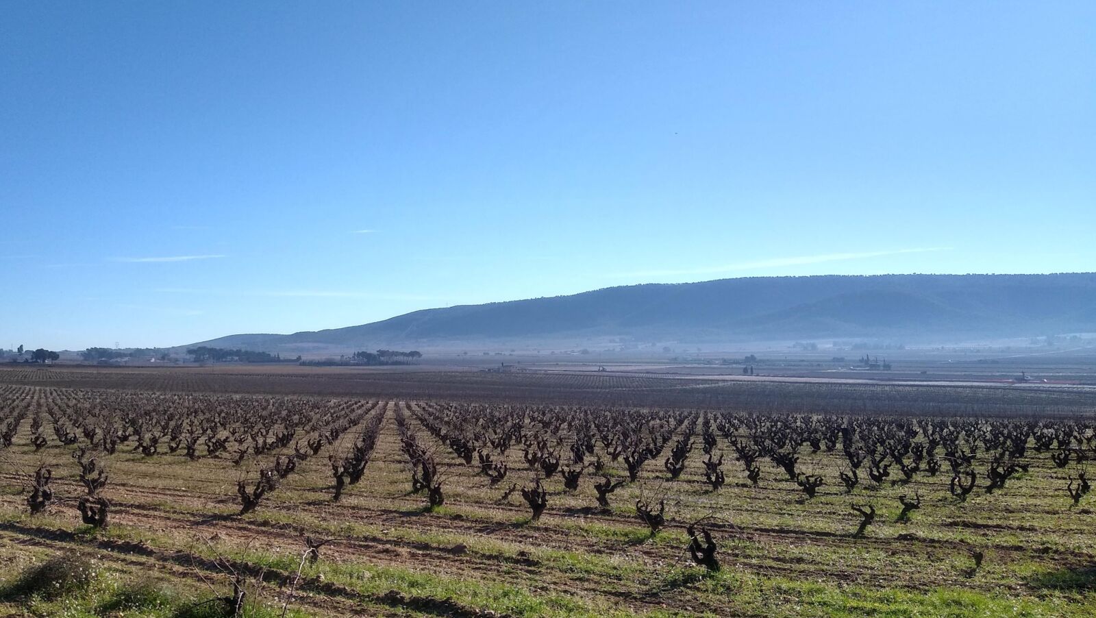 Motorola moto g(7) power sample photo. Spain, valencia, vineyards photography