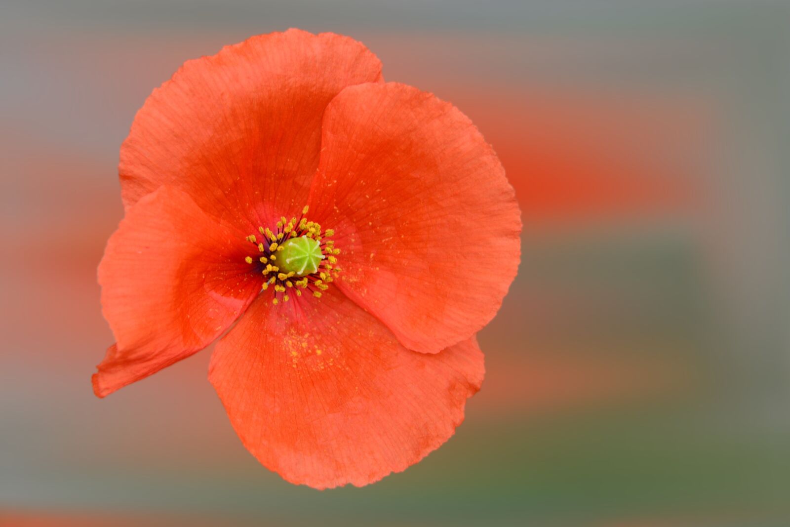 Nikon D3200 sample photo. Flower, blossom, bloom photography