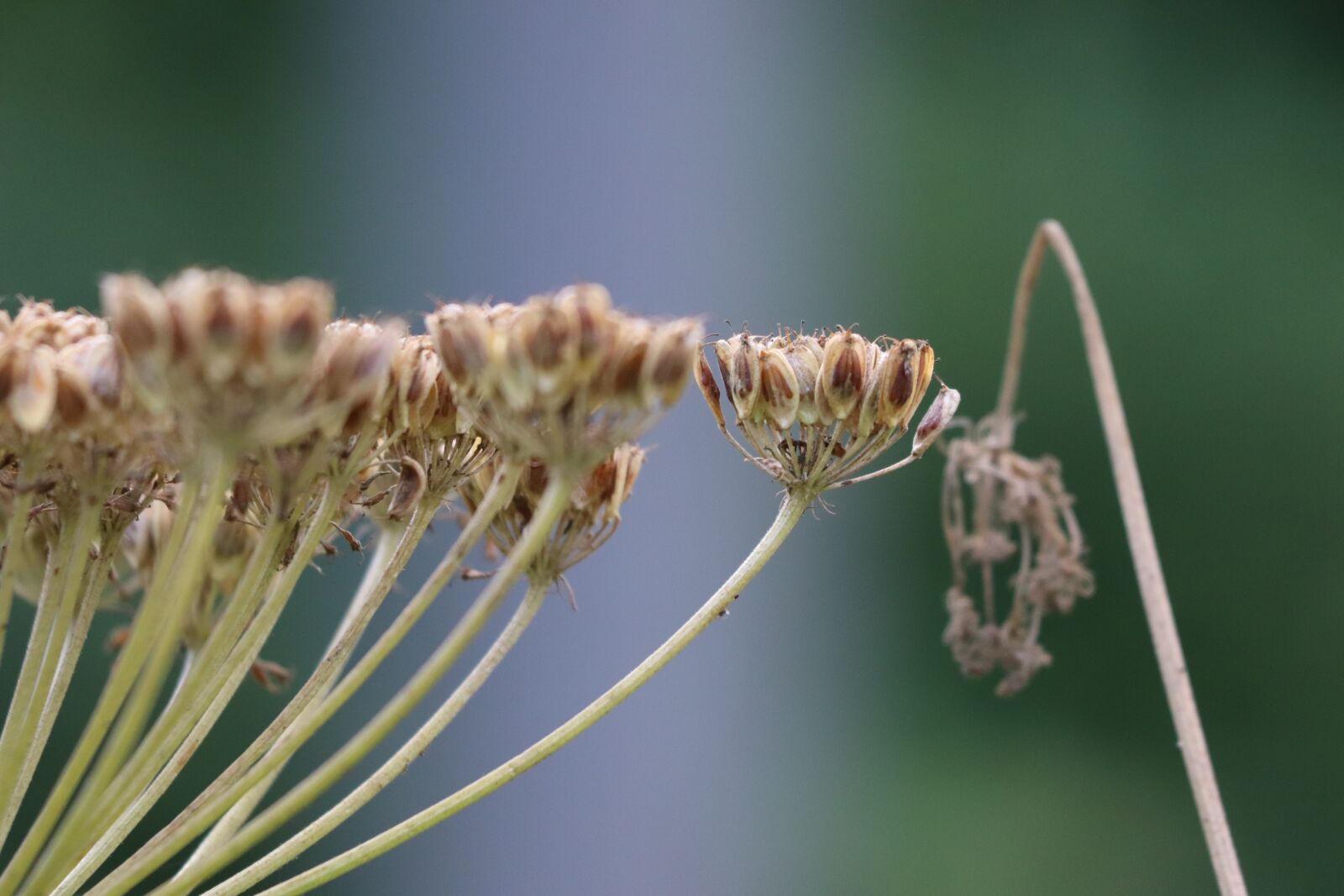 Canon EF 70-300 F4-5.6 IS II USM sample photo. Macro photography, fern, field photography